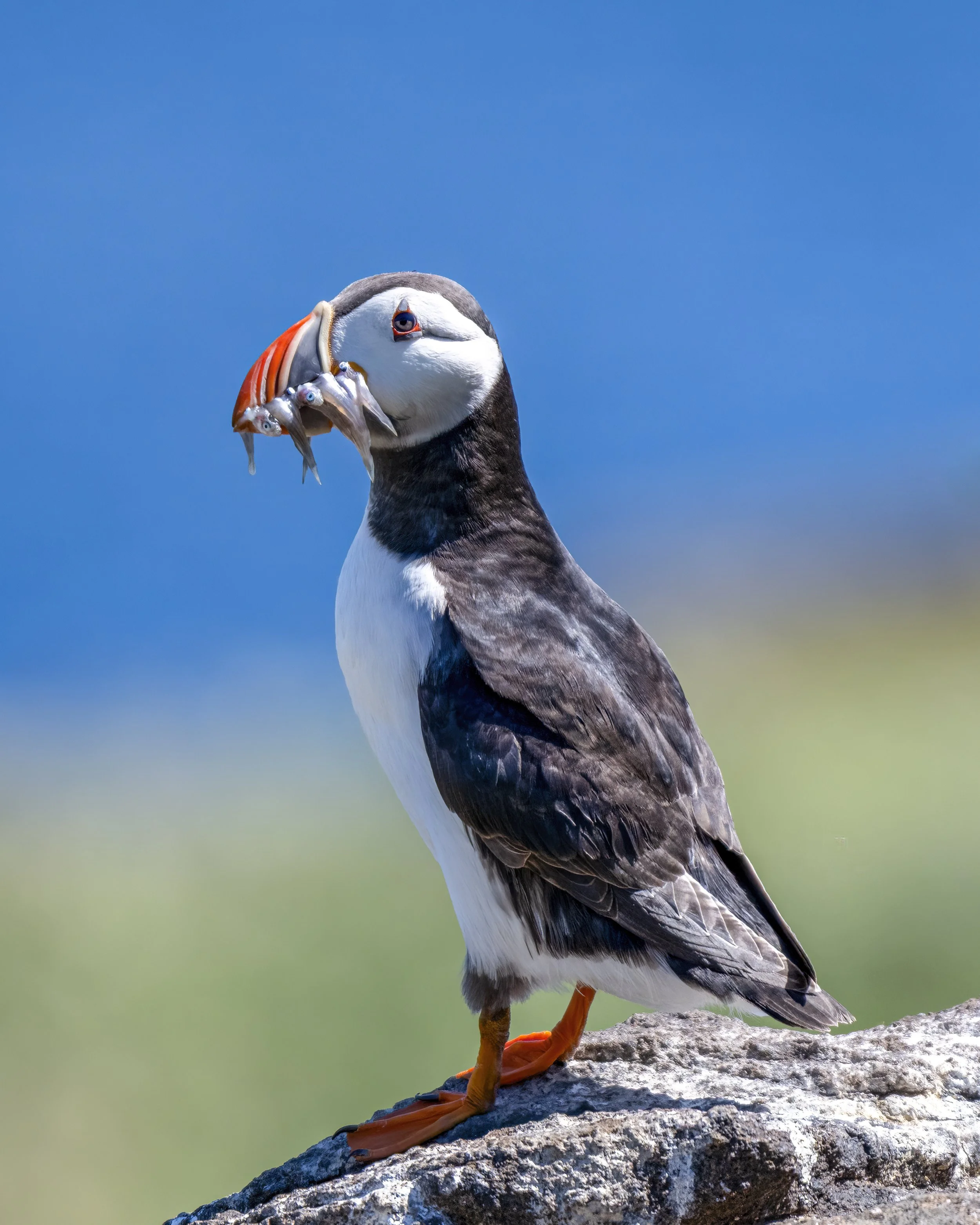 Puffin