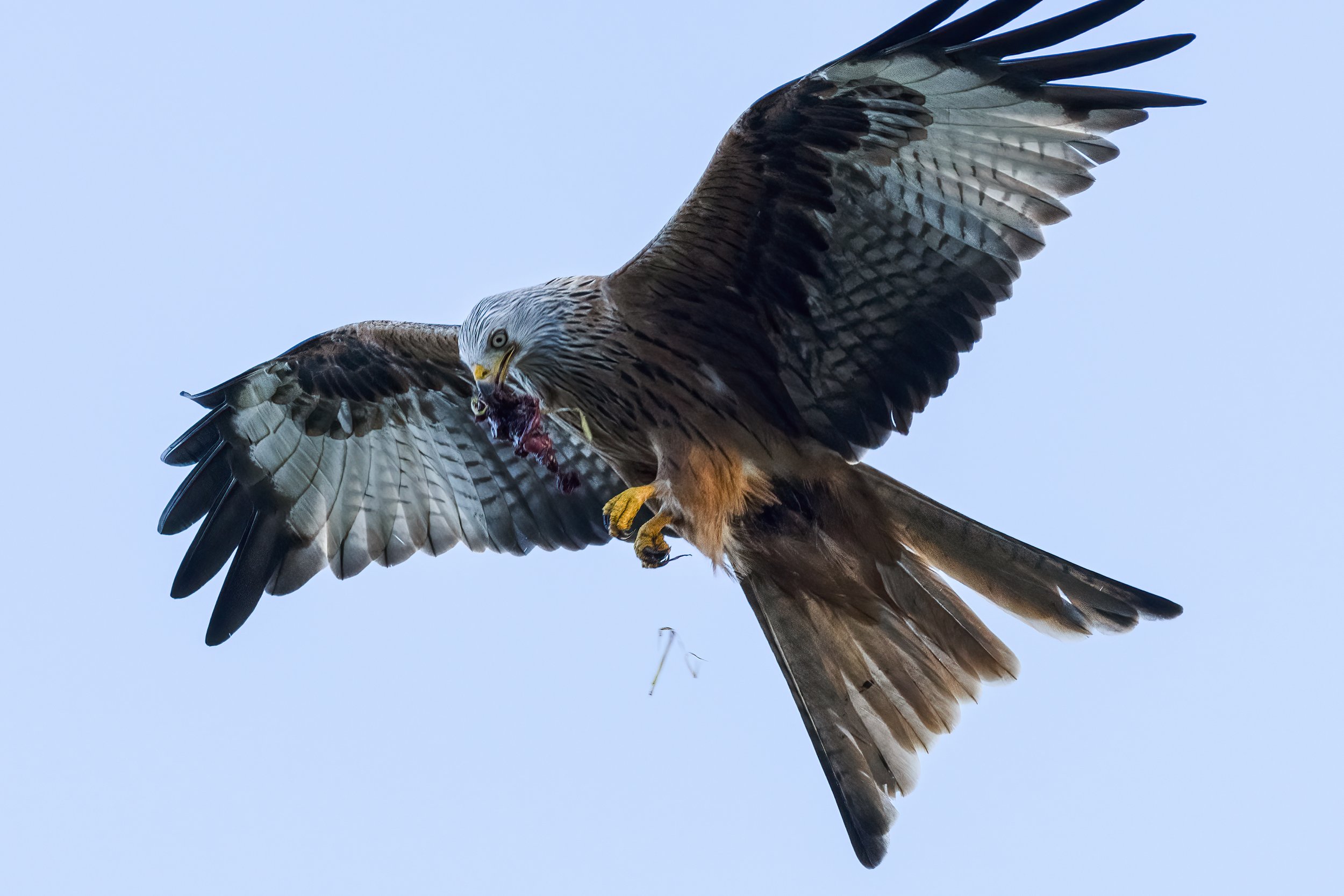 Red Kite