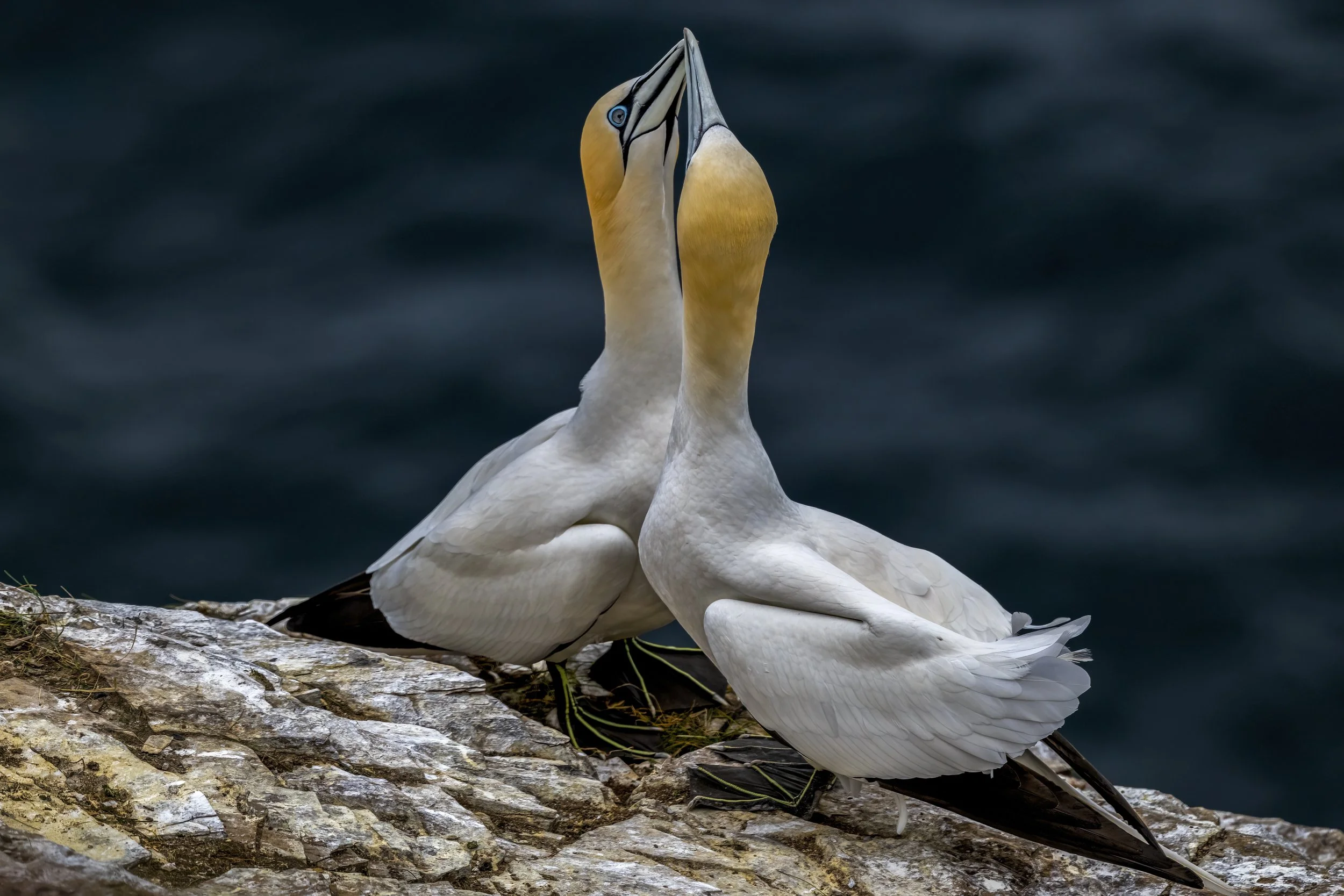 Gannets
