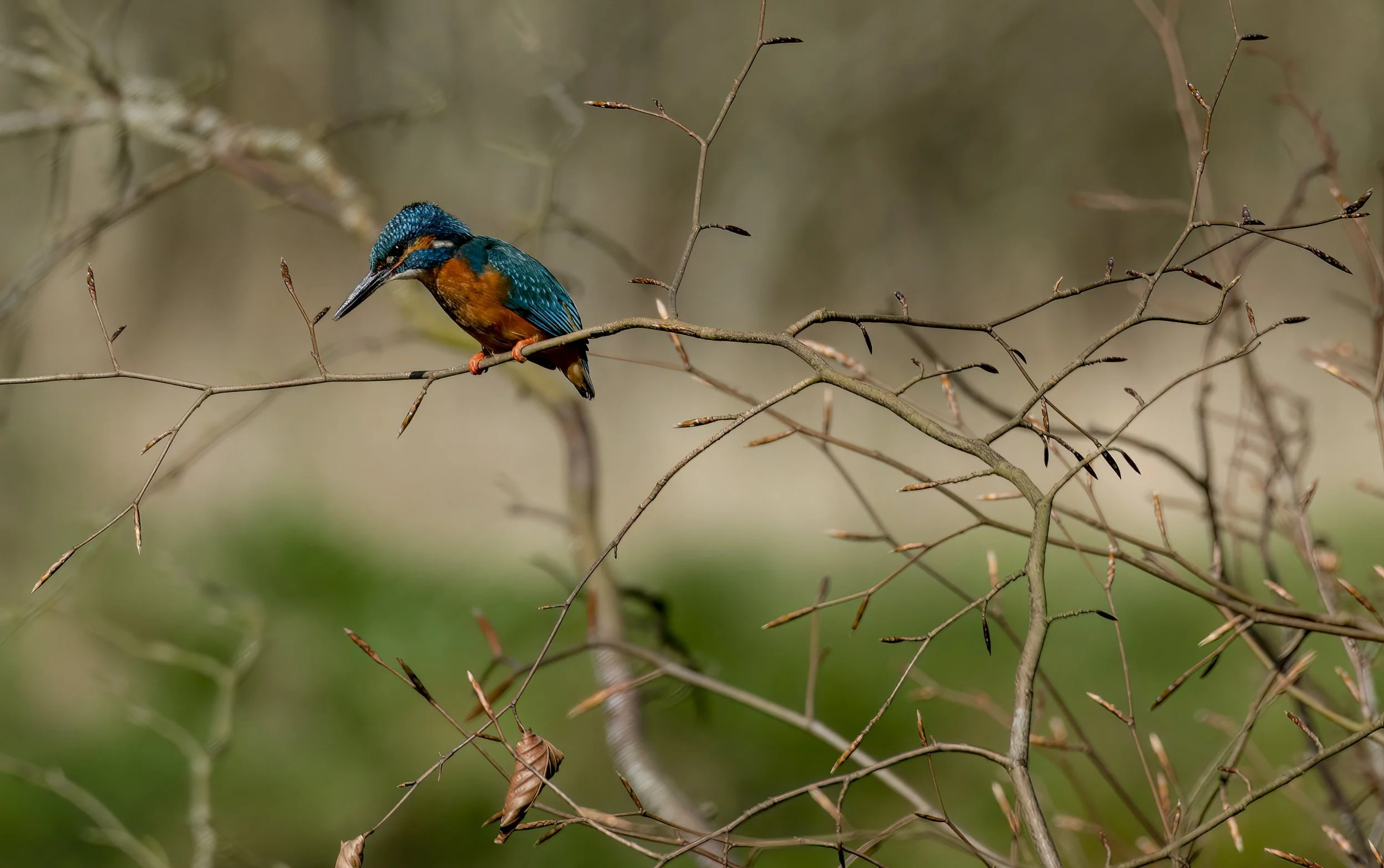 Kingfisher