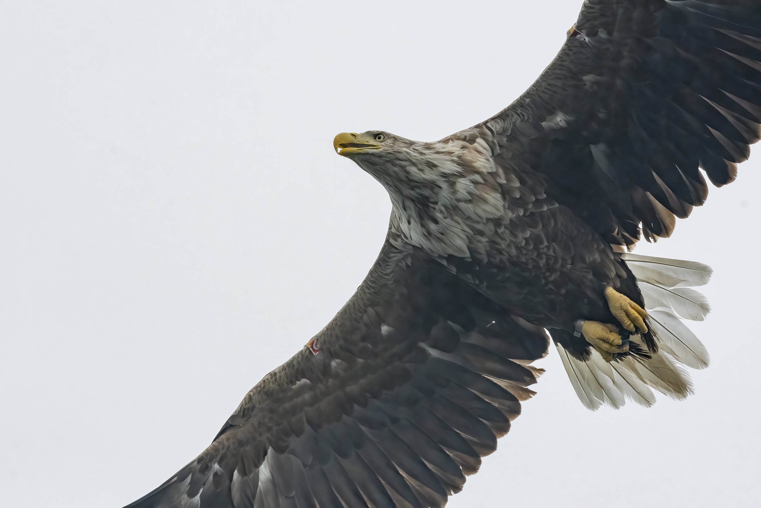 White Tailed Eagle