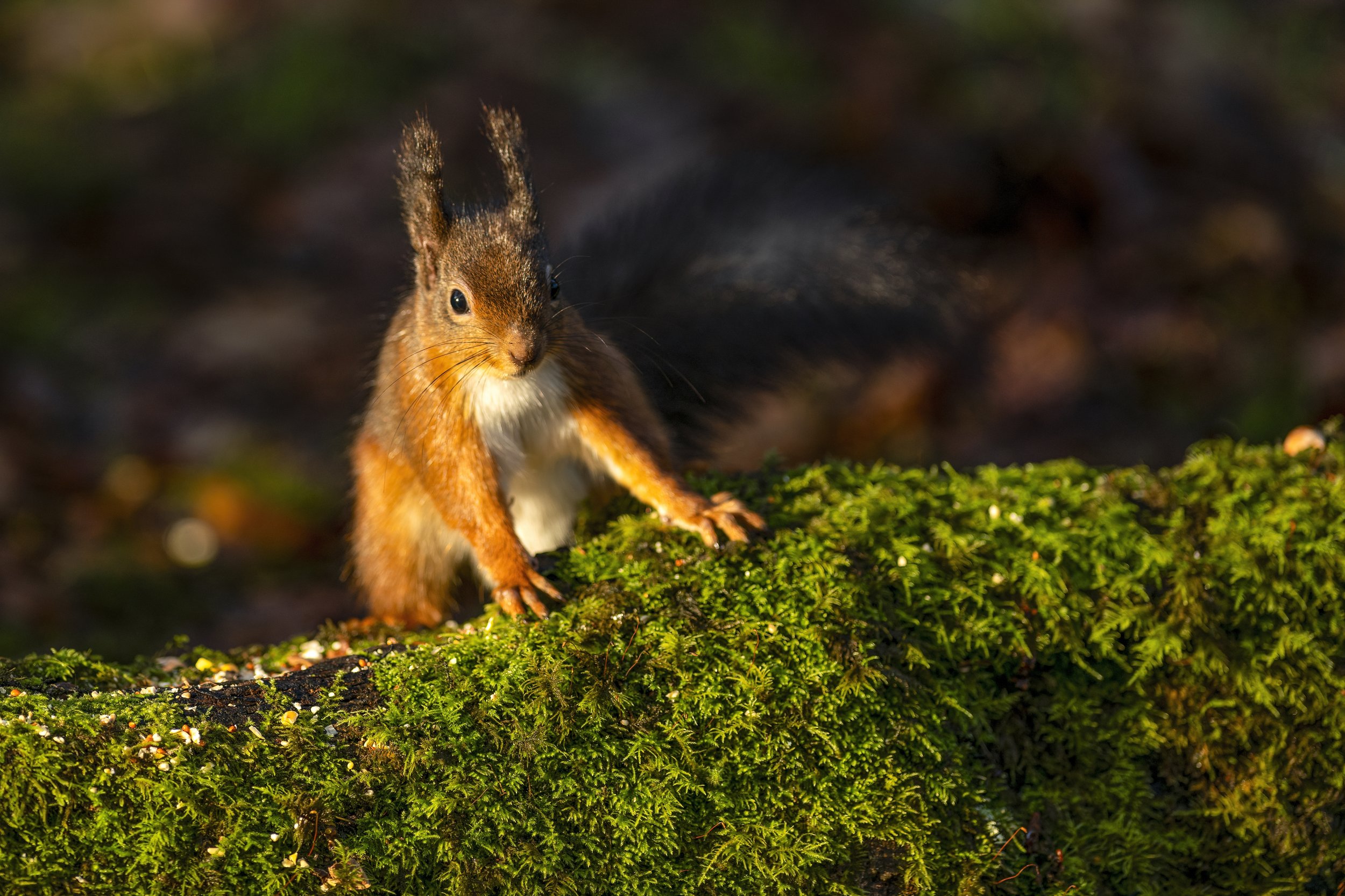 Red Squirrel