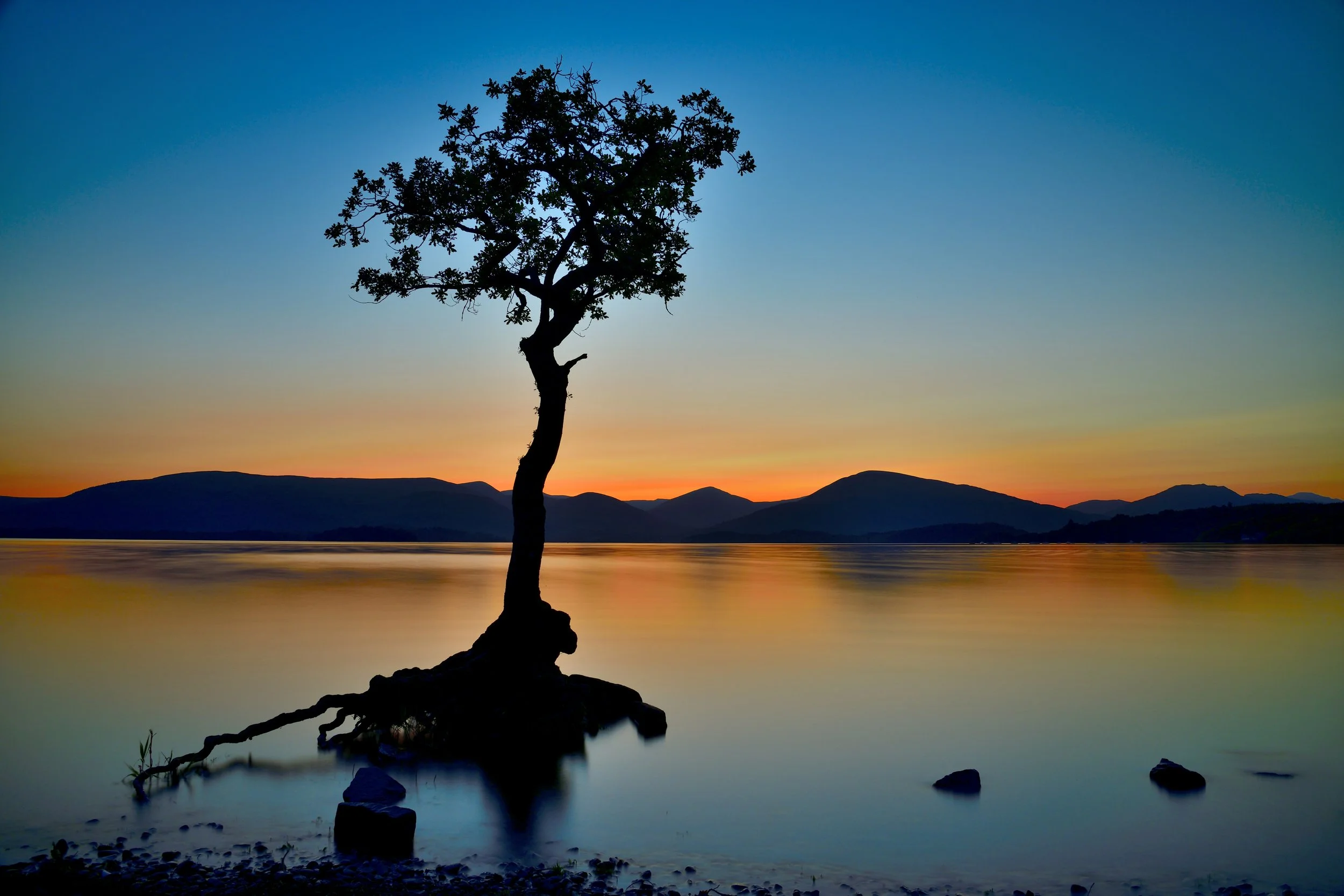 Lone Tree, Millarochy, Loch Lomond