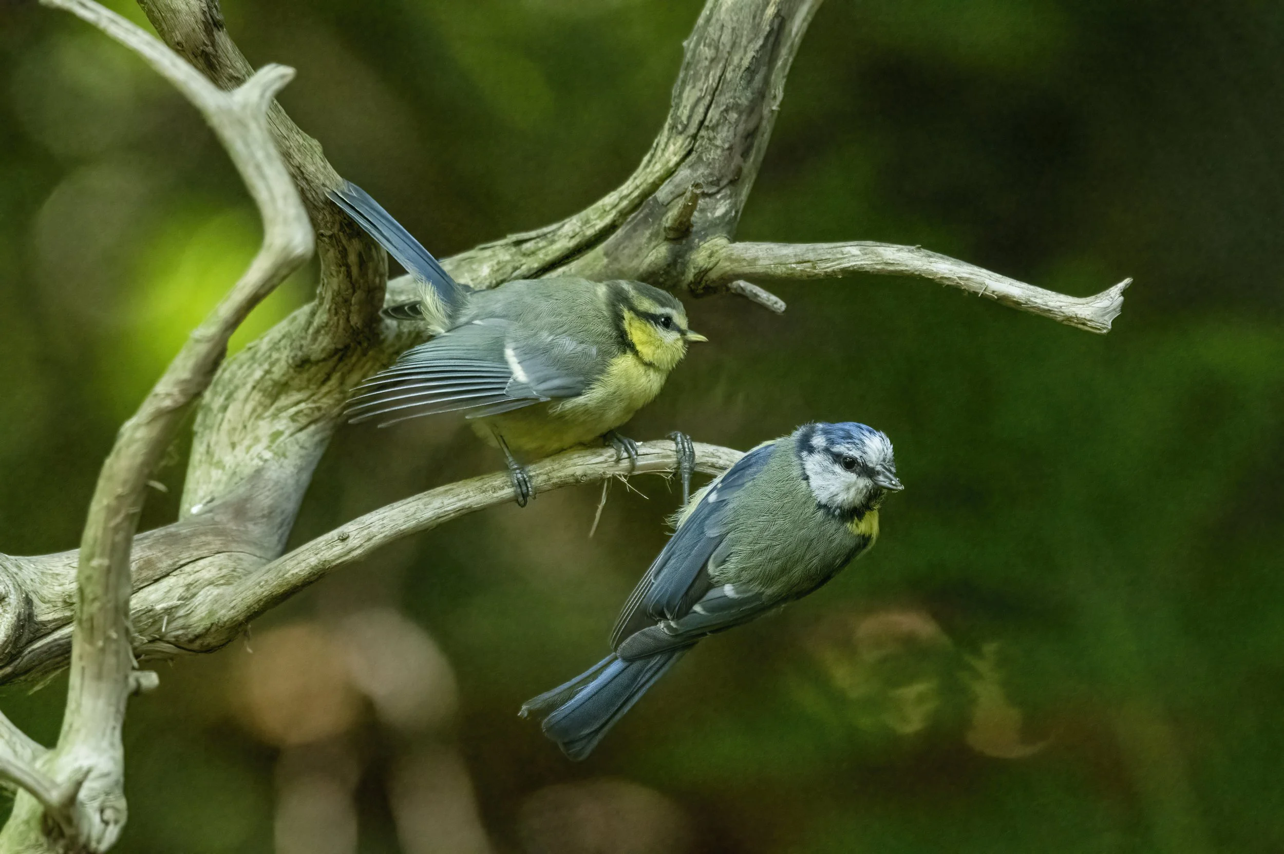 Blue Tit and Fledgling