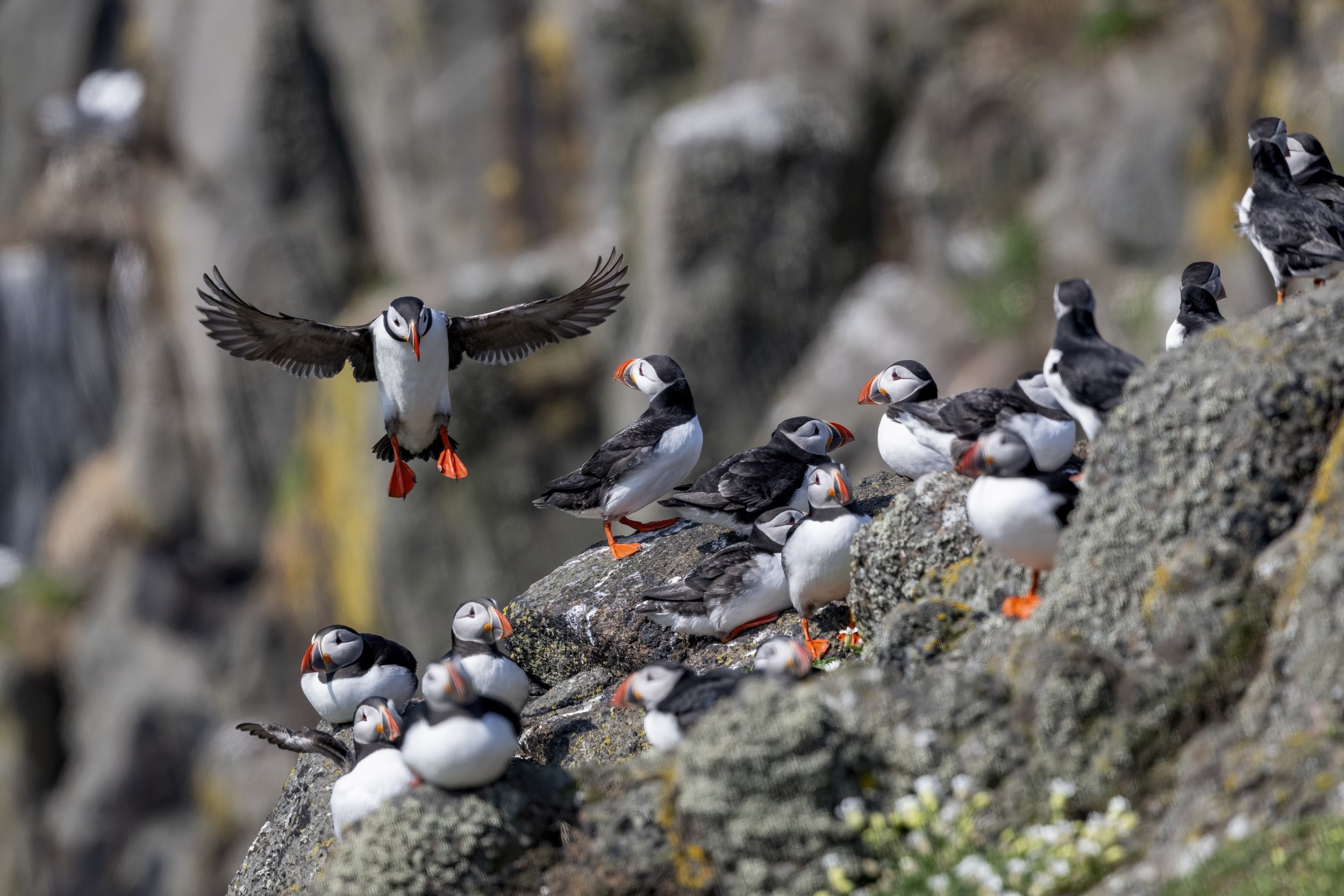 Puffins