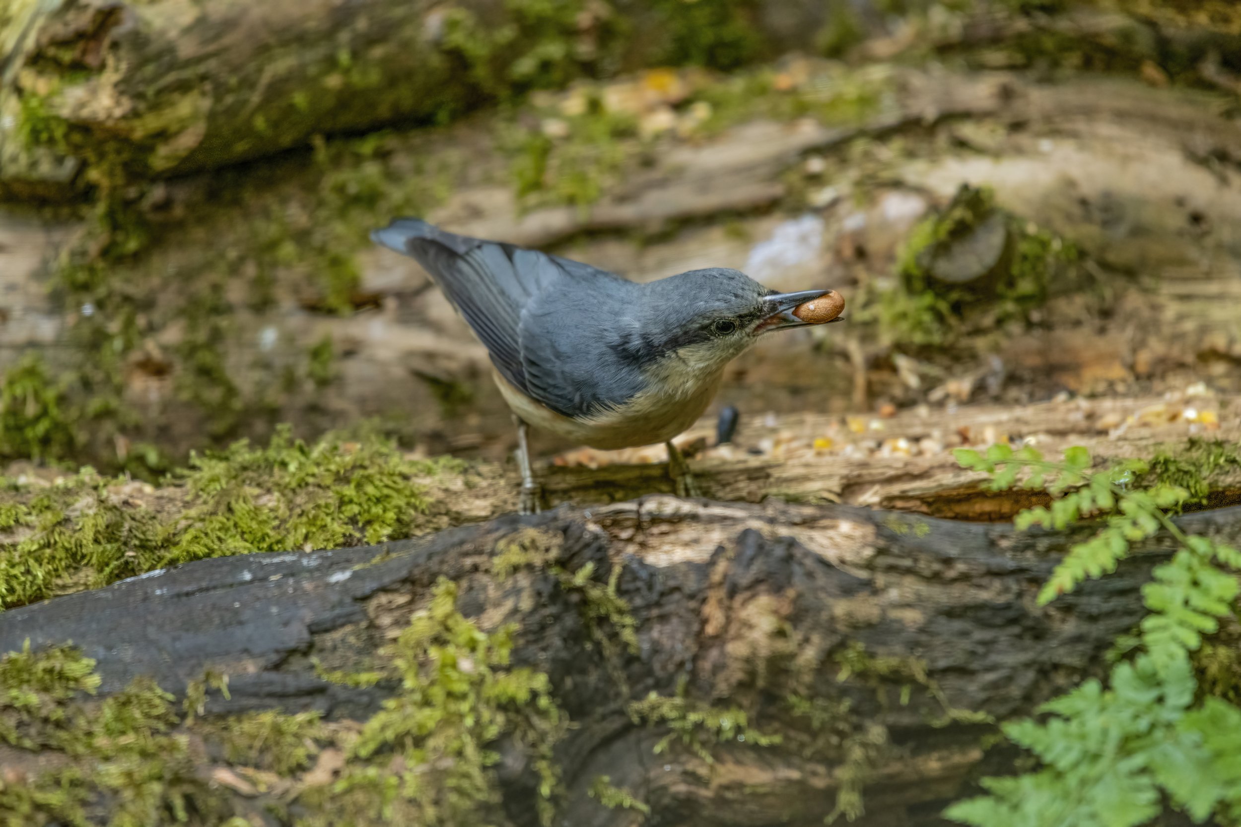 Nuthatch