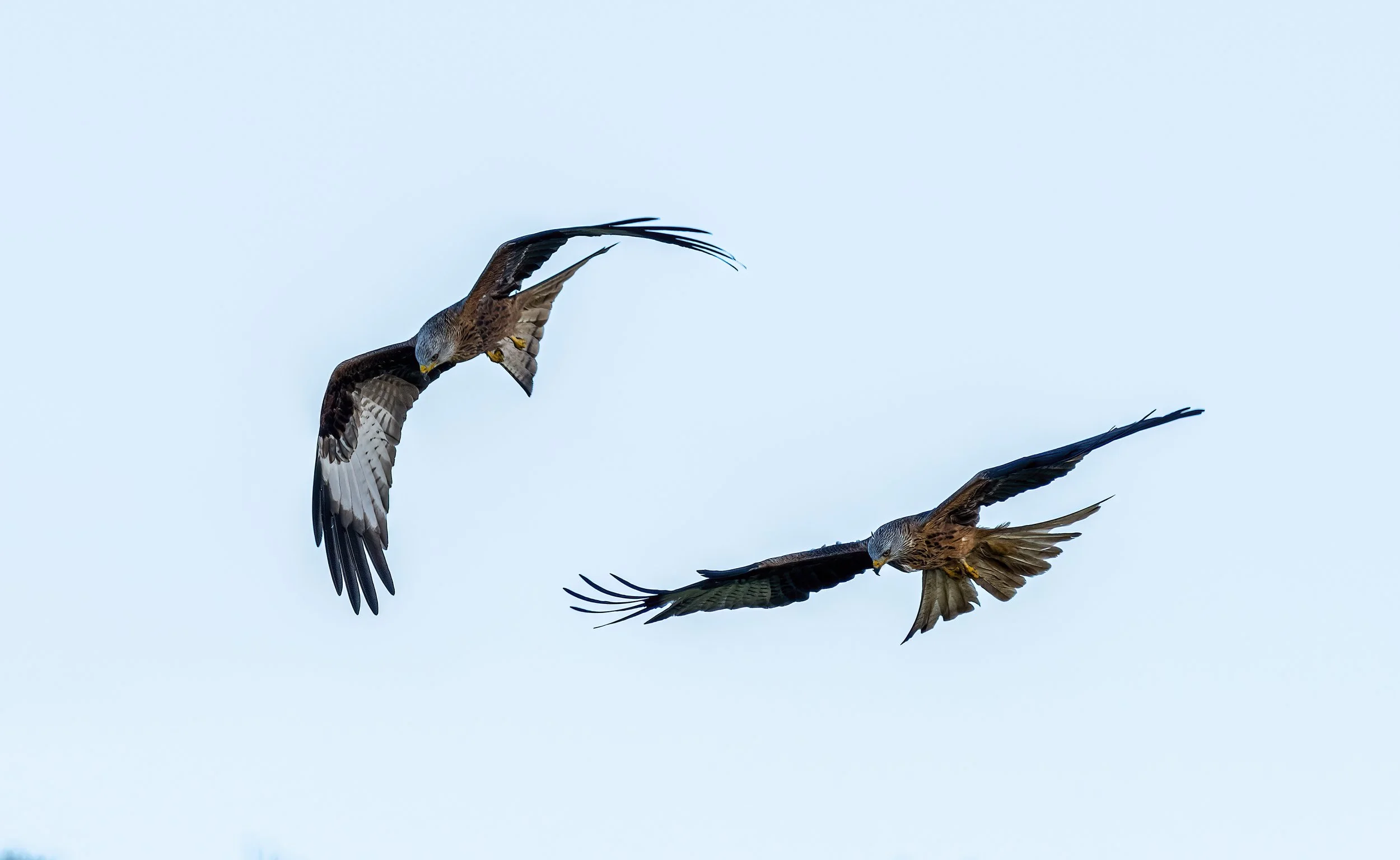 Red Kites