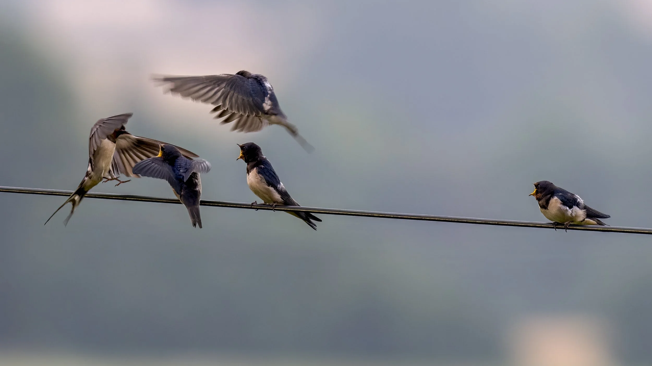 Swallows and fledglings