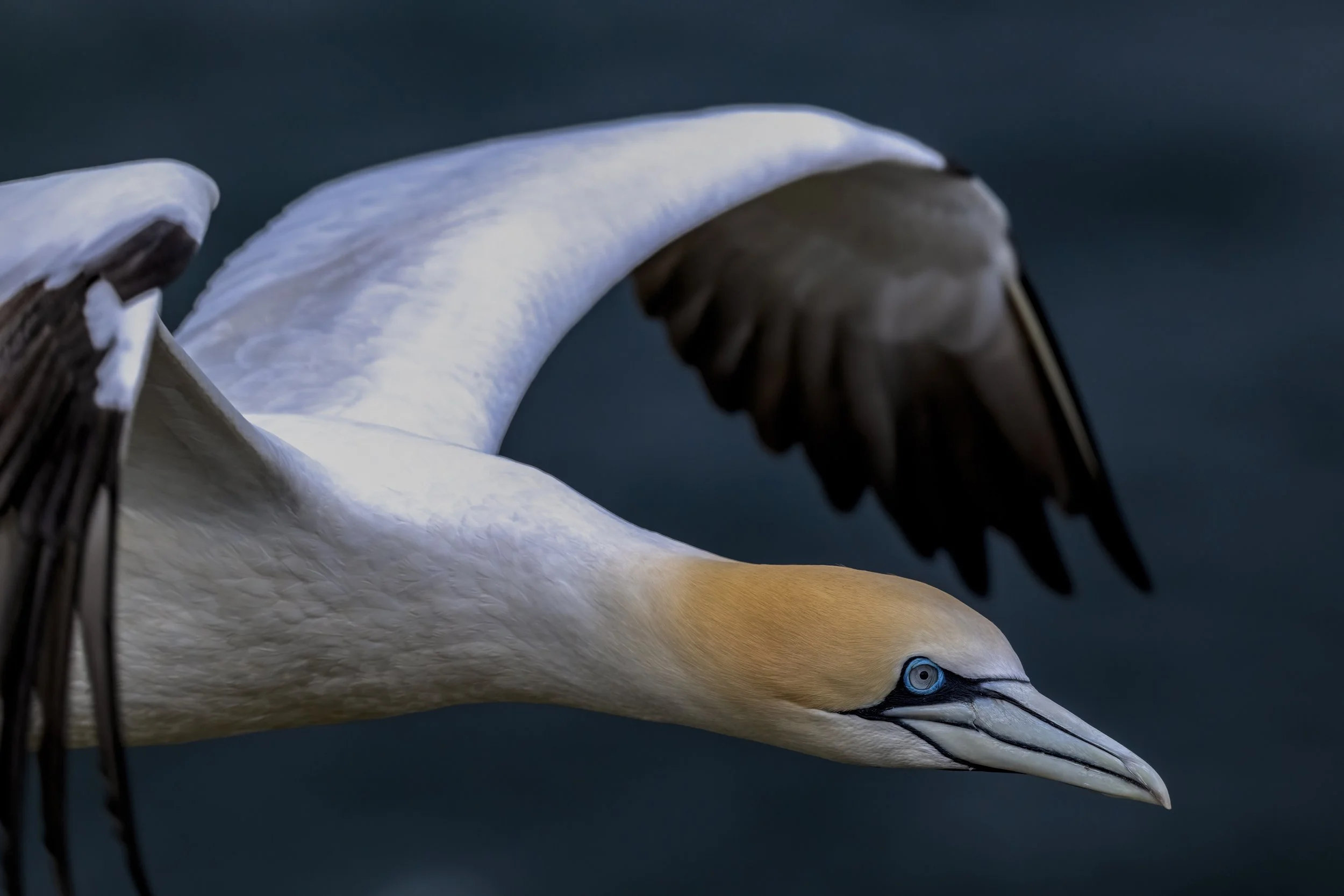 Gannet