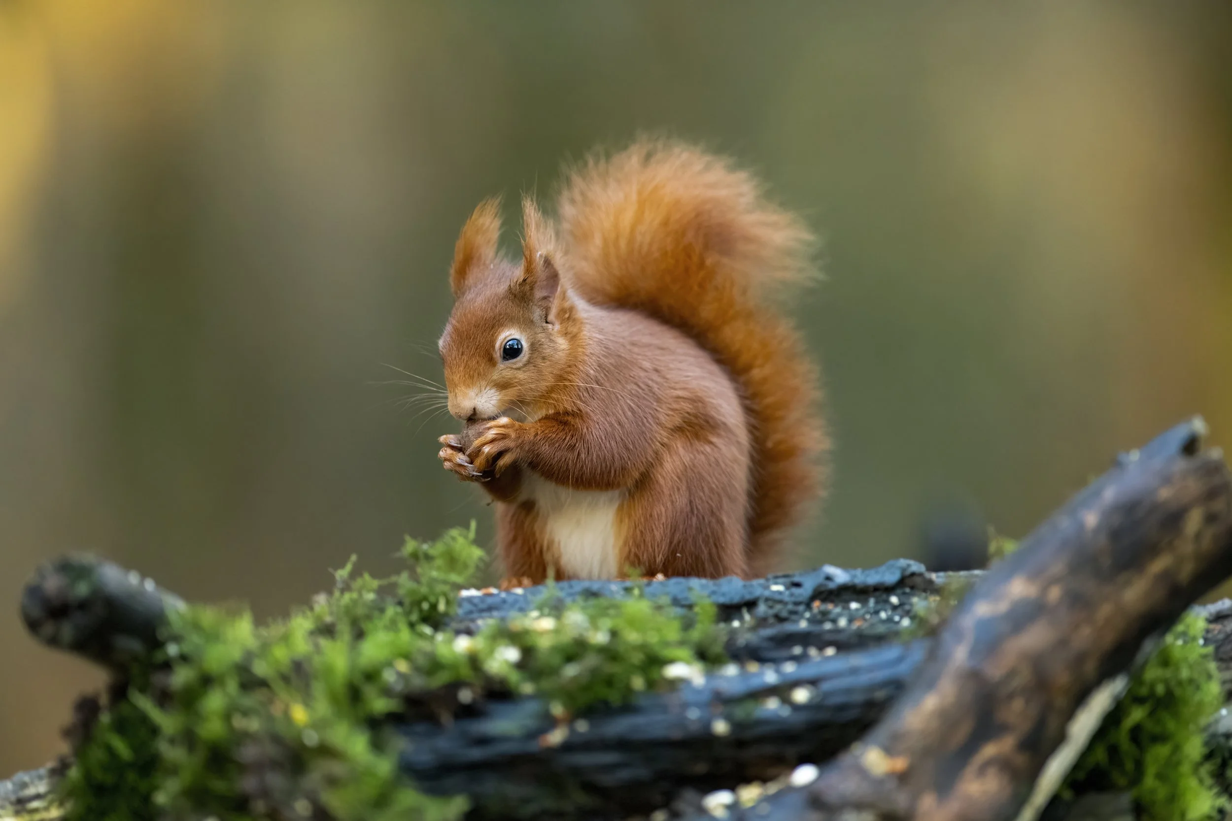 Red Squirrel