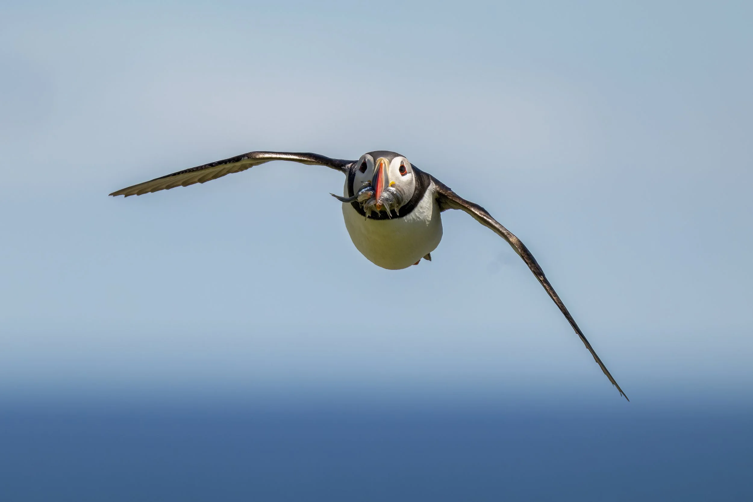 Puffin