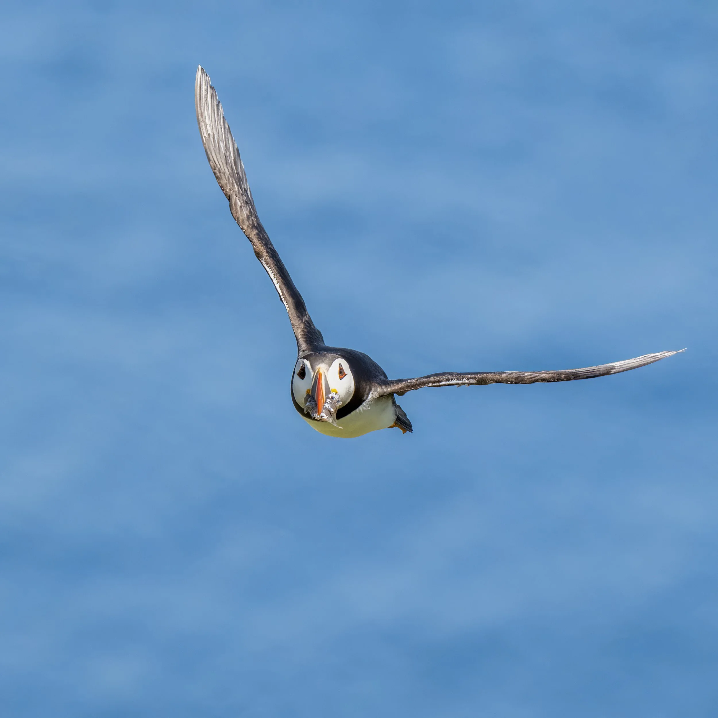 Puffin