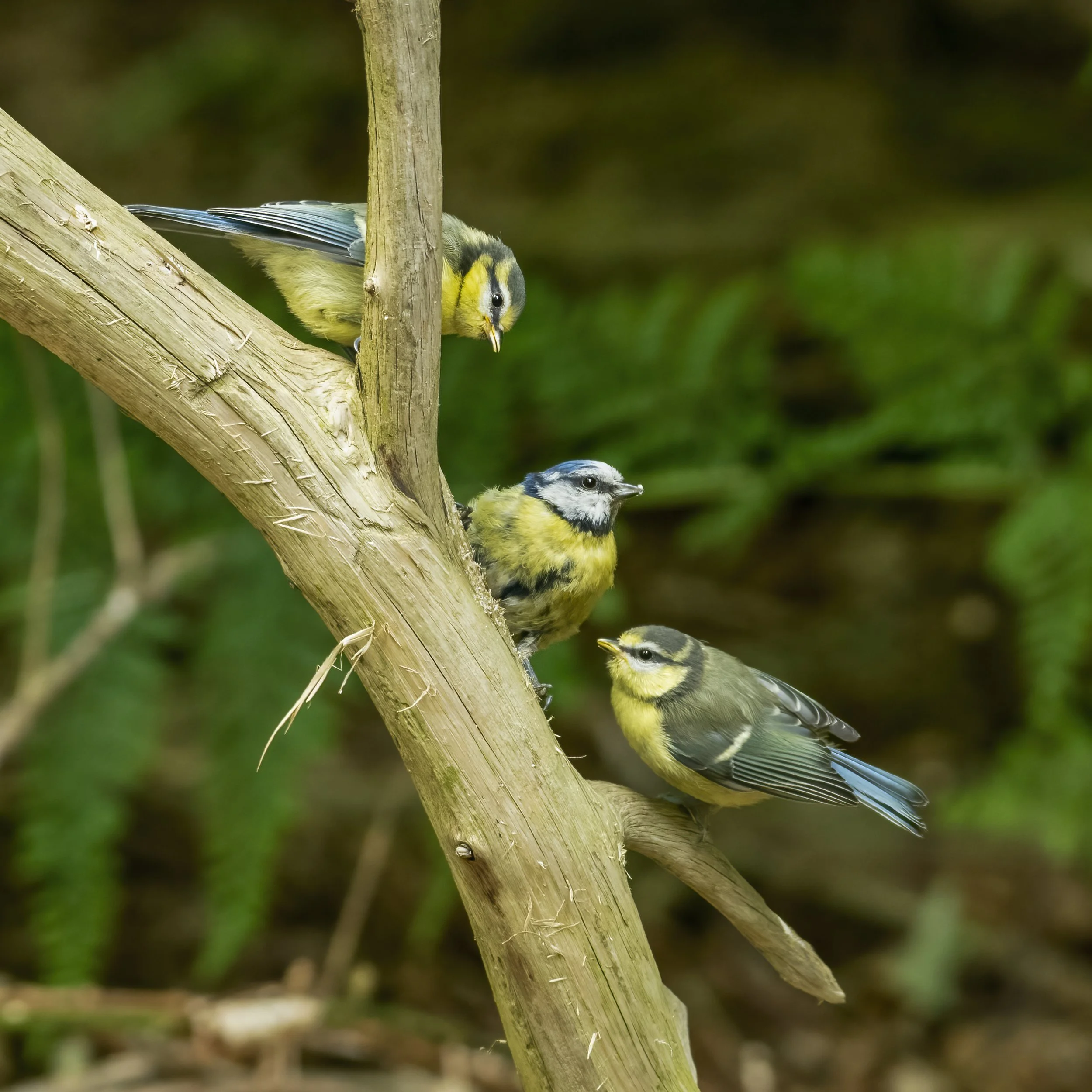 Blue Tit and fledglings