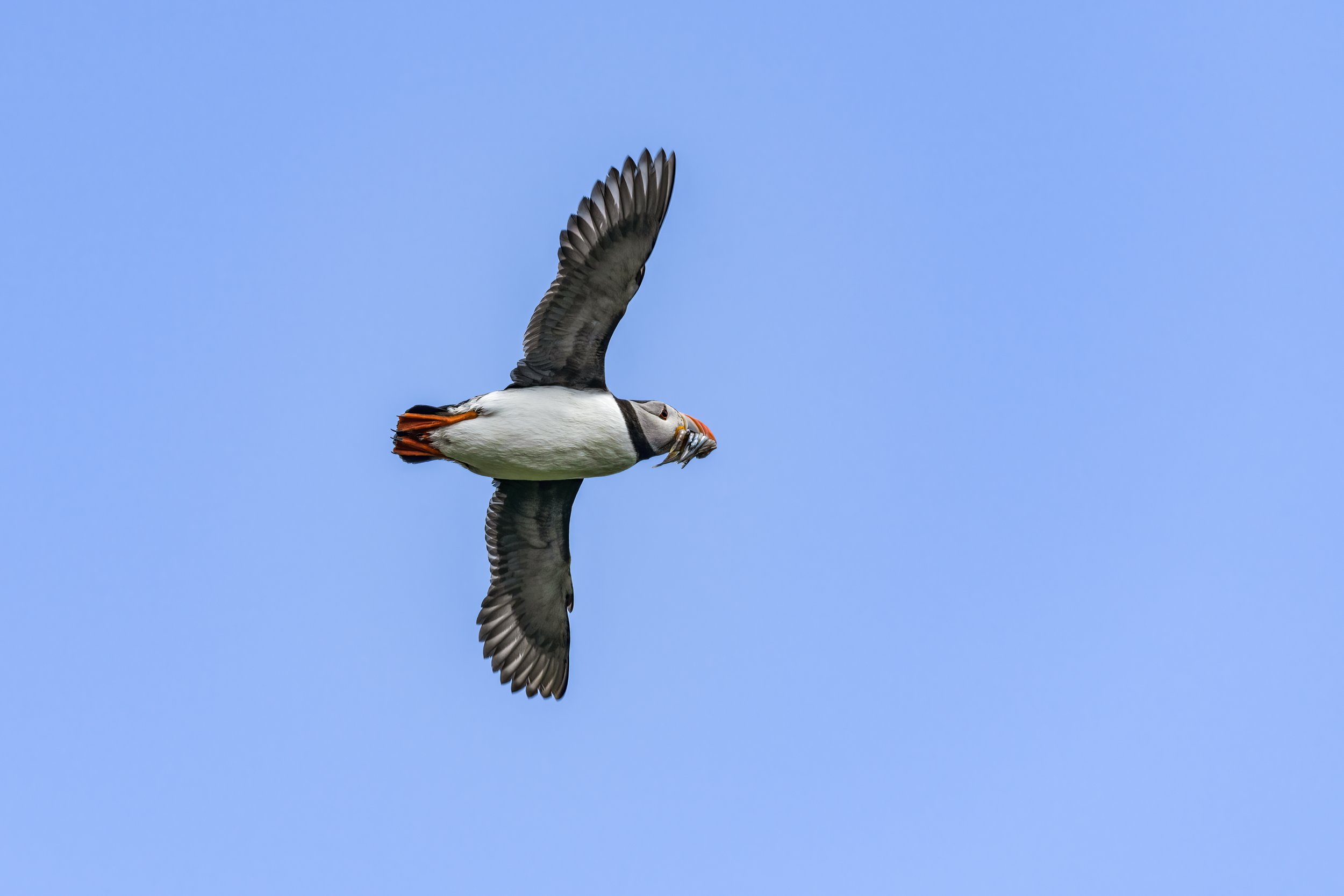 Puffin