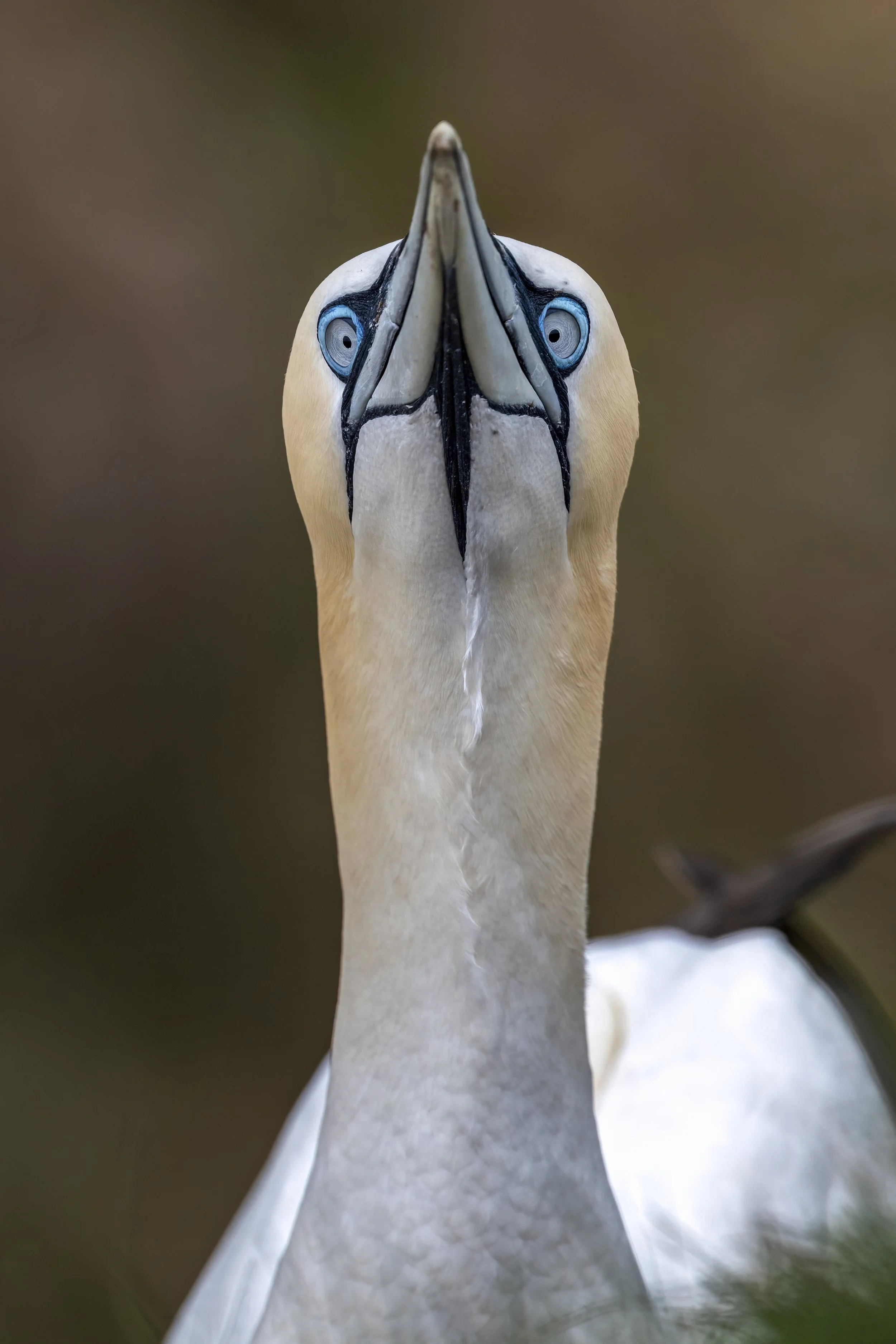 Gannet