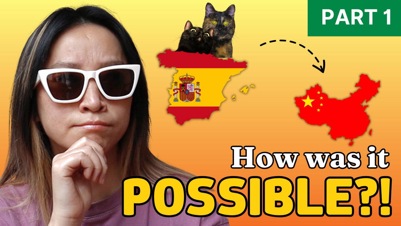 Bringing 2 Cats From Spain to China Drove Me CRAZY!