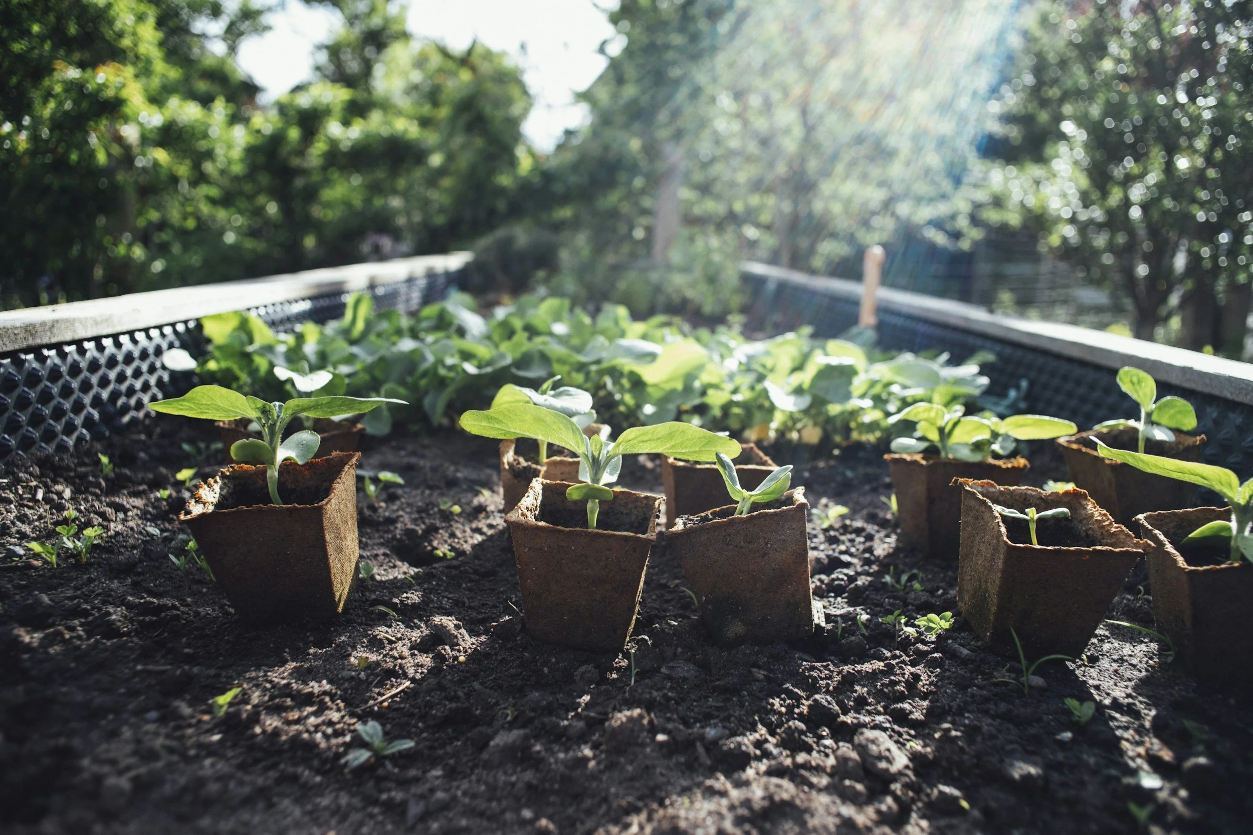 Young green plants growing in small biodegradable pots on soil bed during daytime.