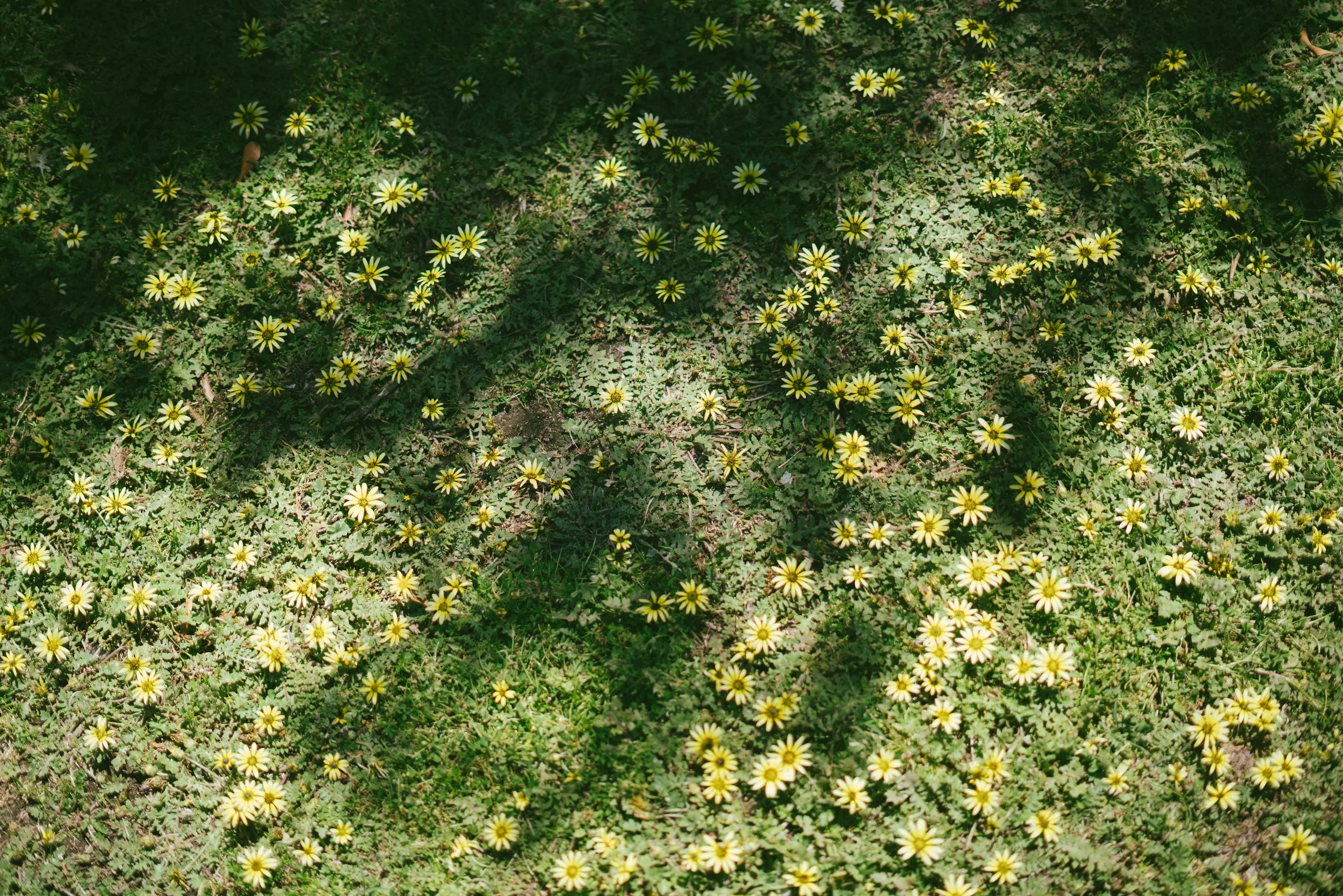 field with yellow wildflowers against green grass