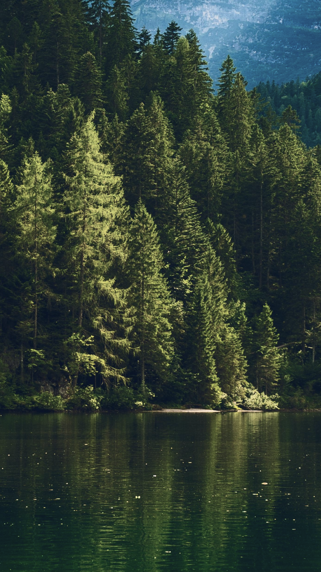lake with spruce trees on the other side on a mountain