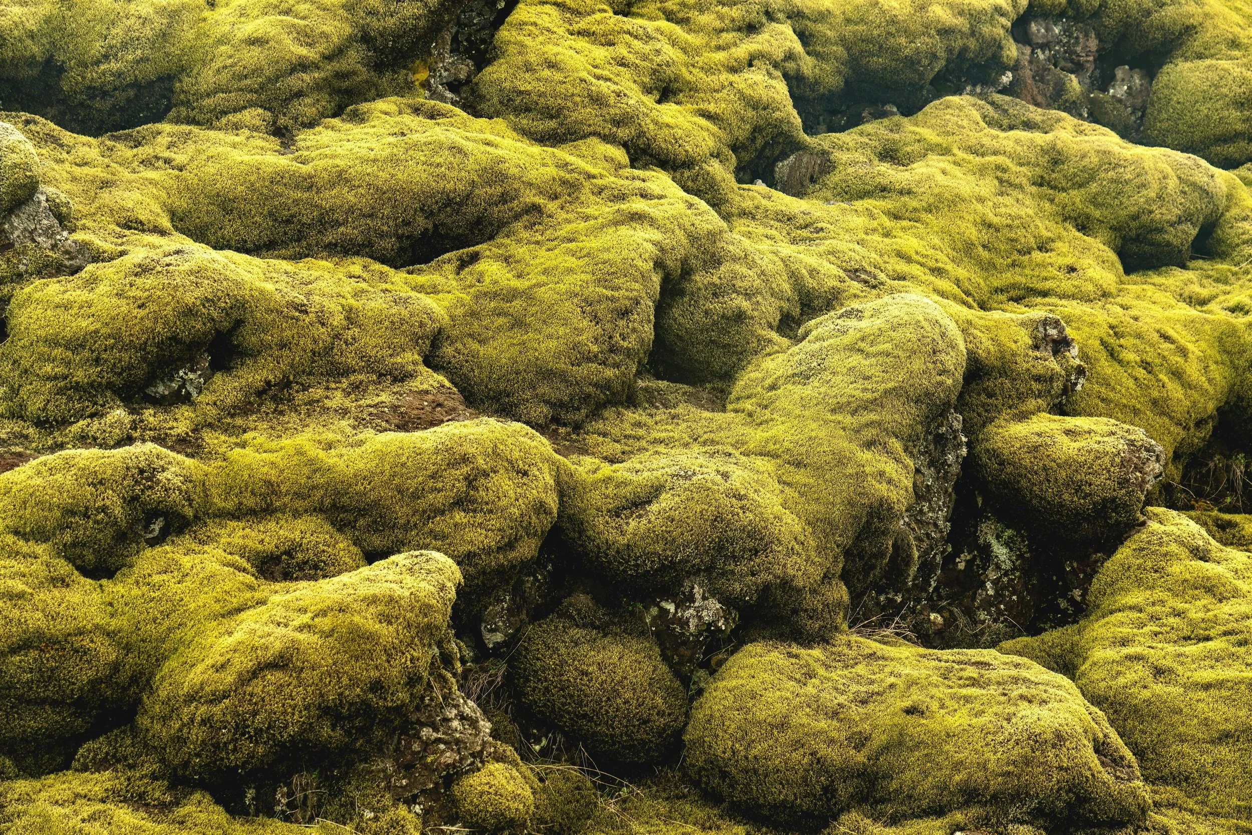 rocks covered in yellowish green moss