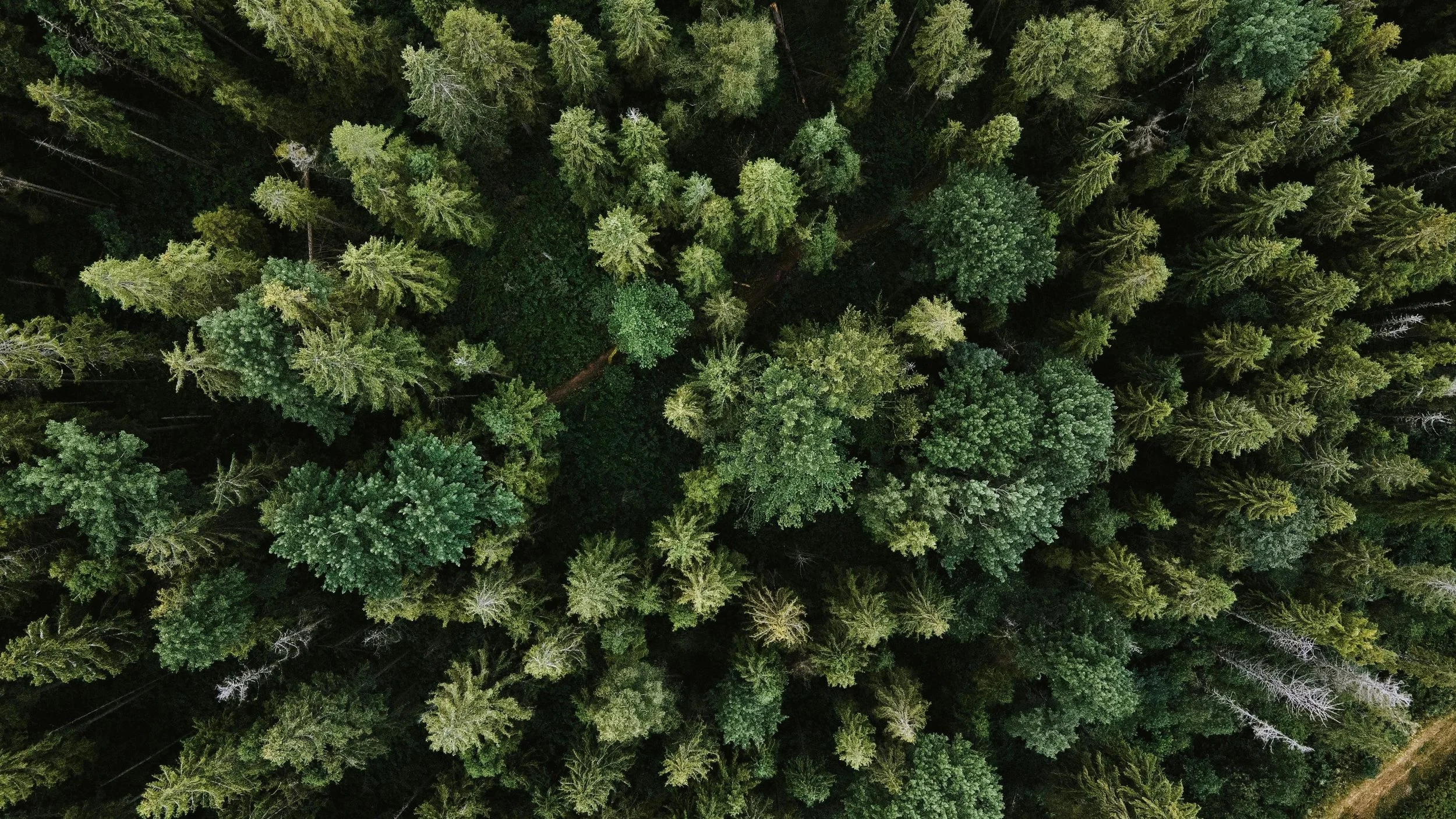 overview photo of pine trees in a forest