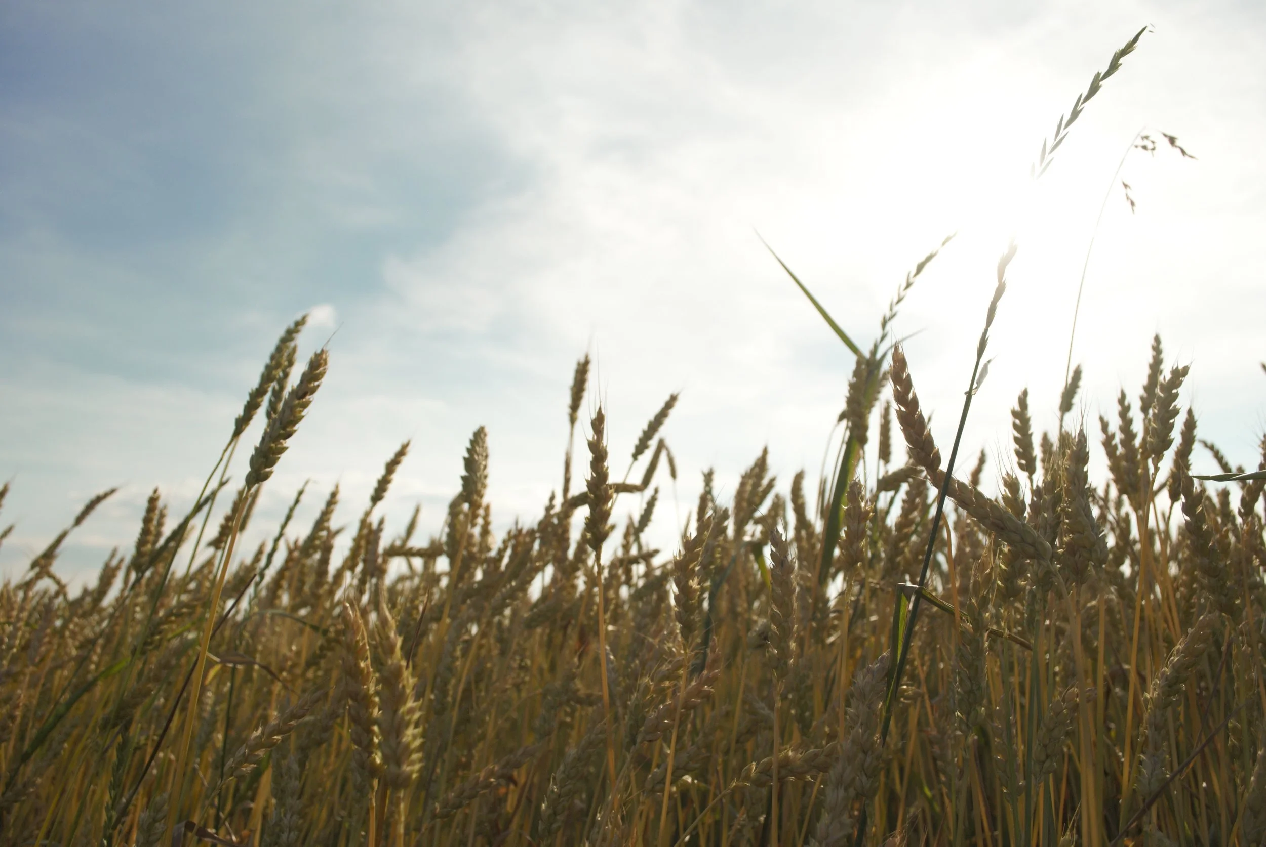 Wheat with sun 2 close up .jpg