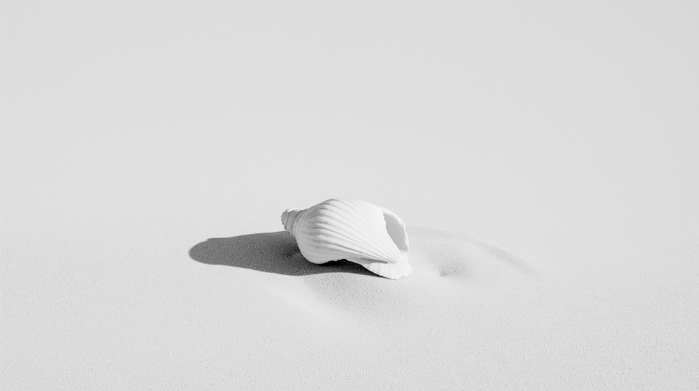 White seashell resting on white sand, representing therapy intensives in Coral Gables, Miami