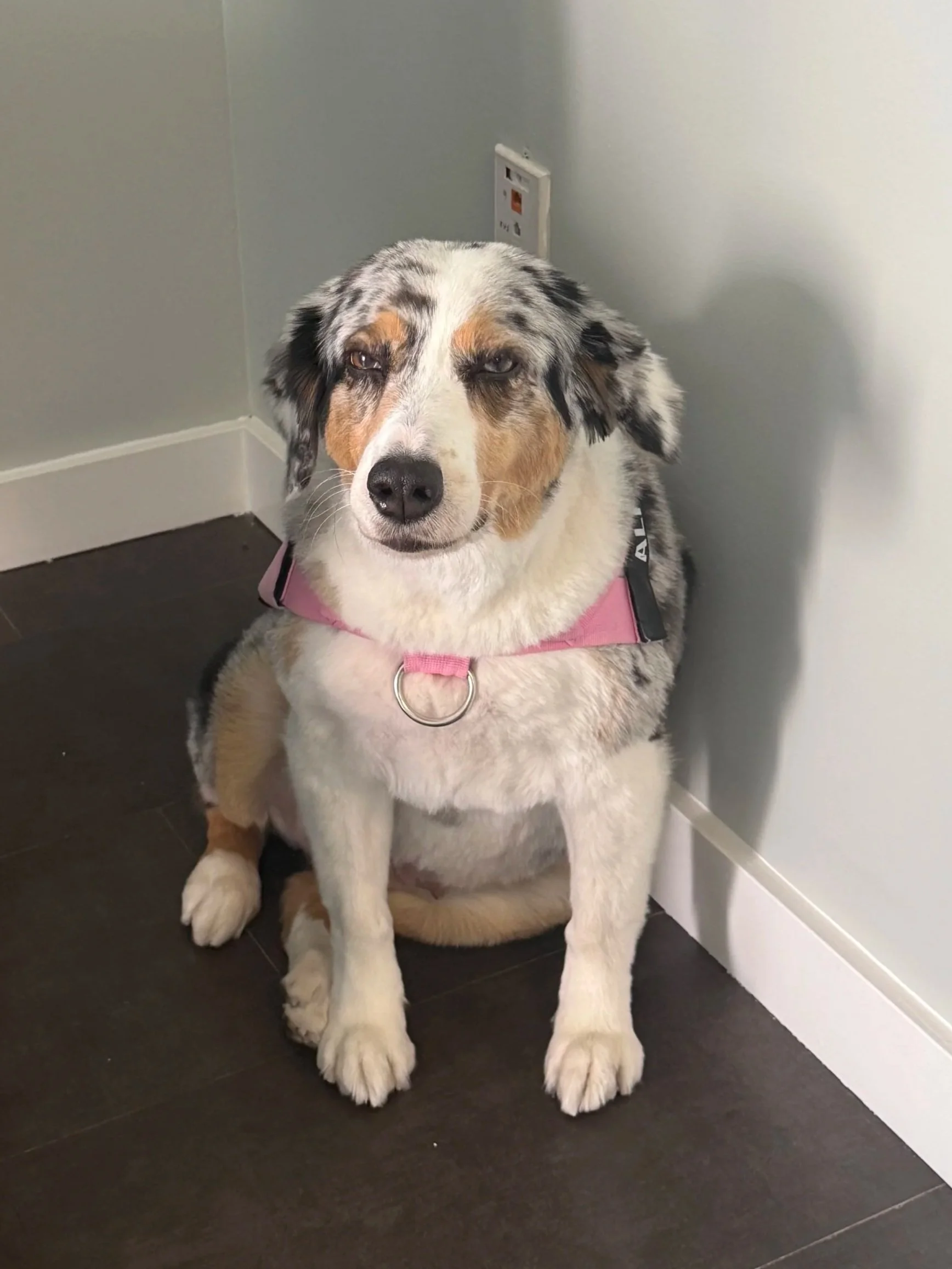 A dog with a merle coat pattern sitting on the floor near a wall, wearing a pink harness.