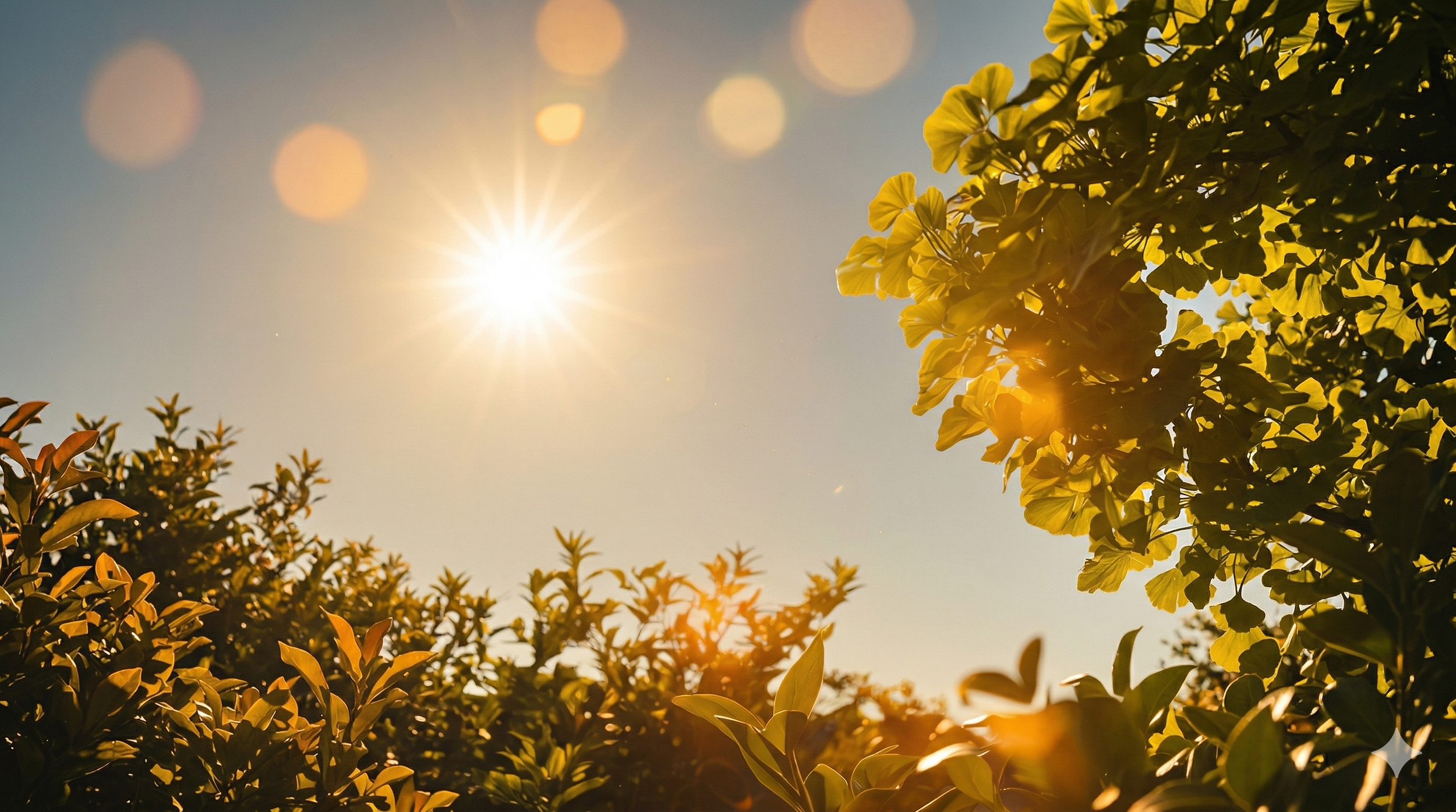 Le soleil brille dans un ciel clair avec des branches d'arbustes en premier plan, illuminant la végétation avec une lumière chaude. Doula