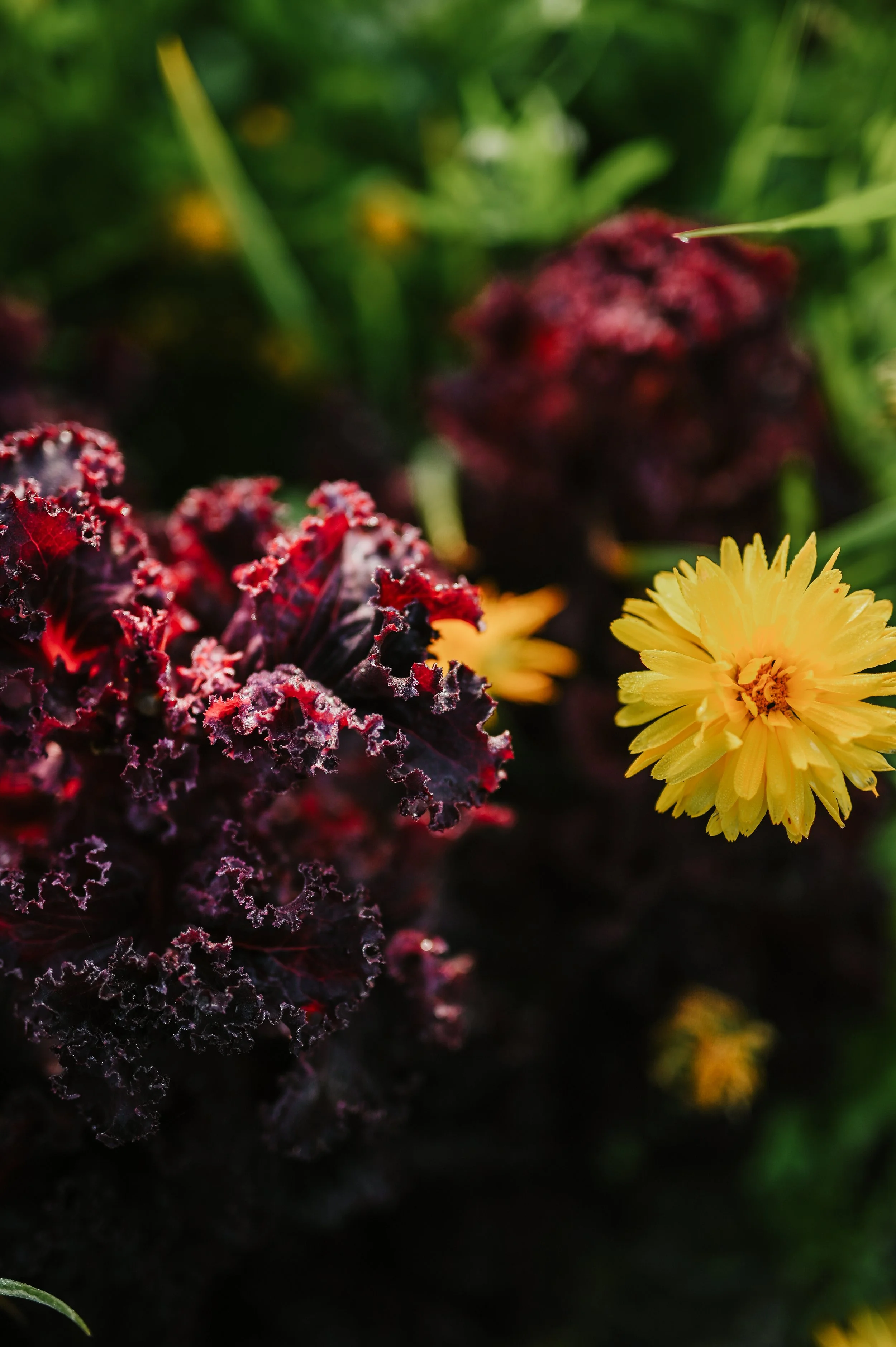 Close-up of a yellow flower and dark purple, curly leaf lettuce among green plants.
