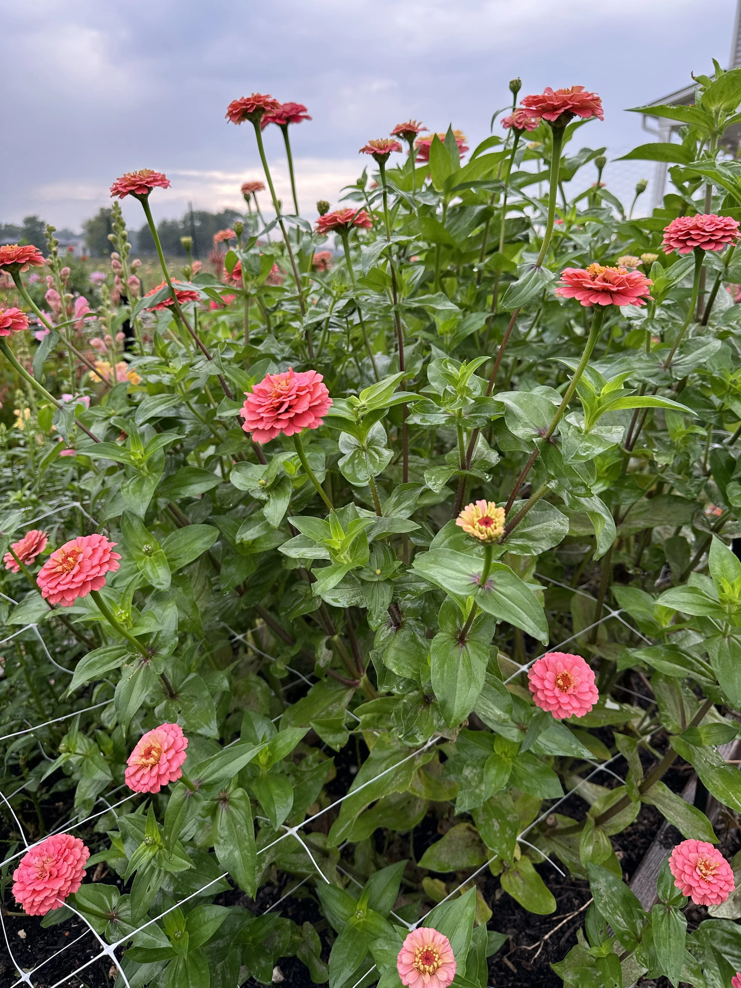 Summer Cut Flower Garden Kit -- Preorder for April pickup