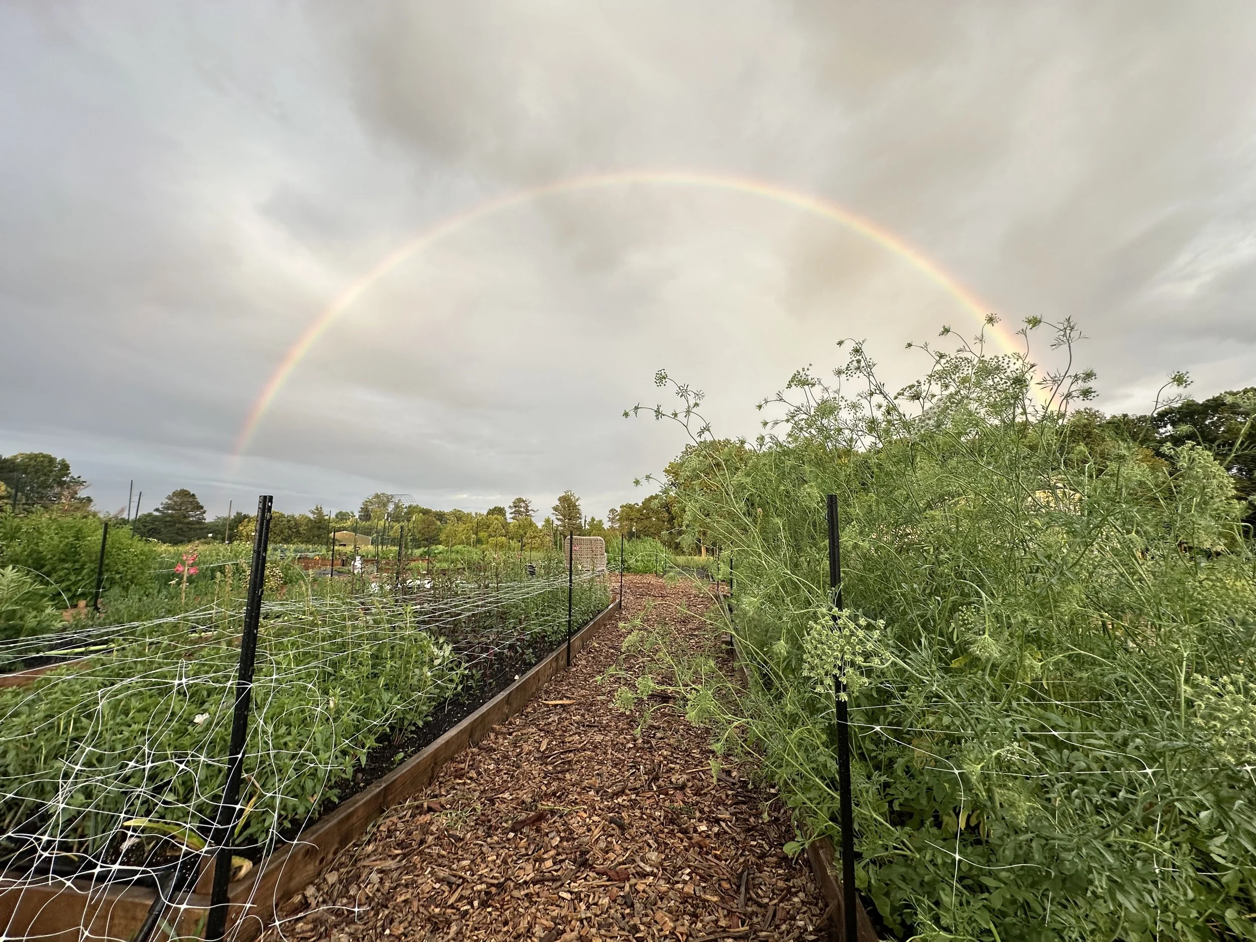 A rainbow arching over a lush garden with vegetable plants, trees, and a cloudy sky.