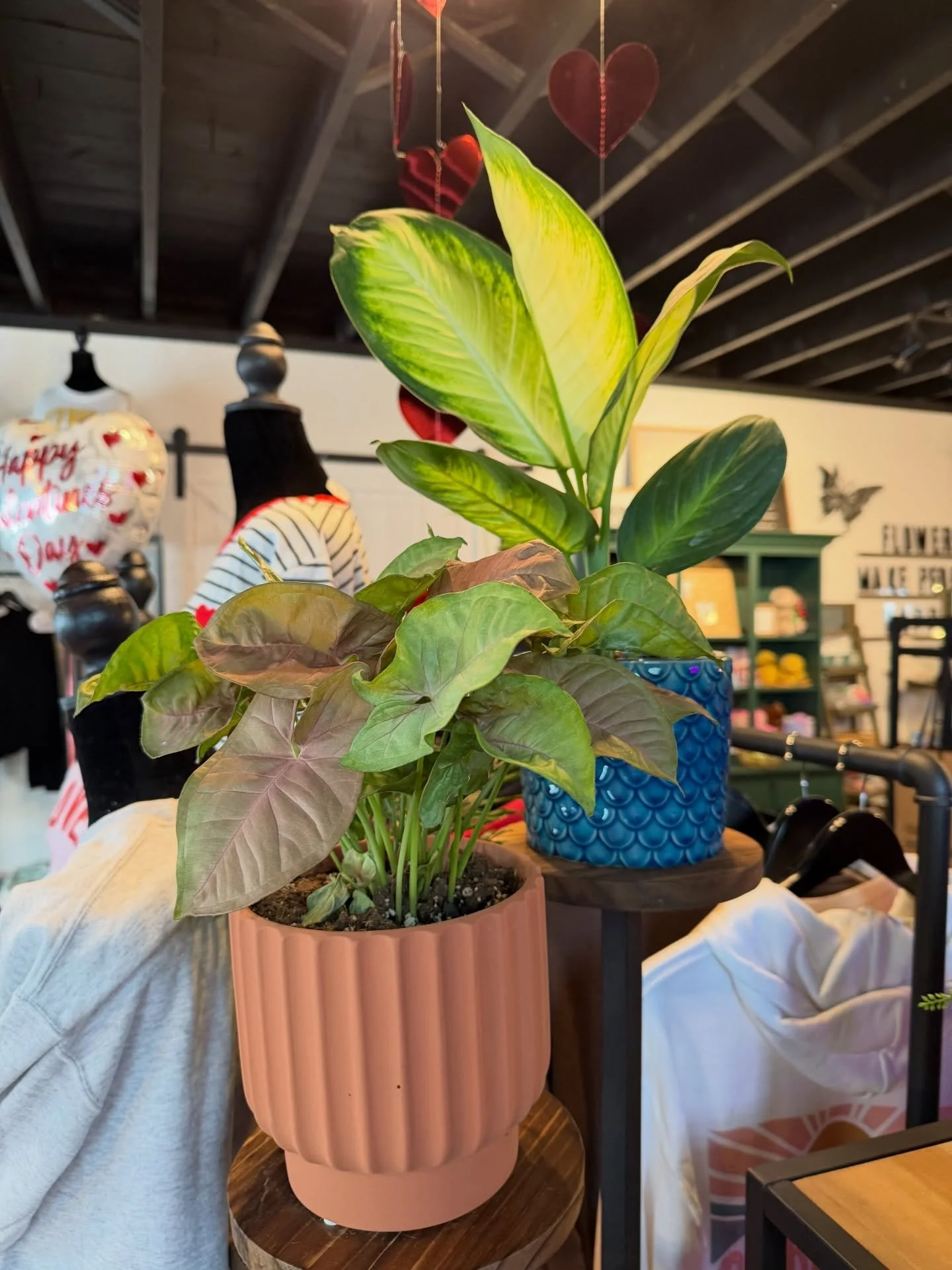 The shop is stocked with flower bundles, plants, chocolates, cards and lots of other gifts for any last minute shoppers. ❤️