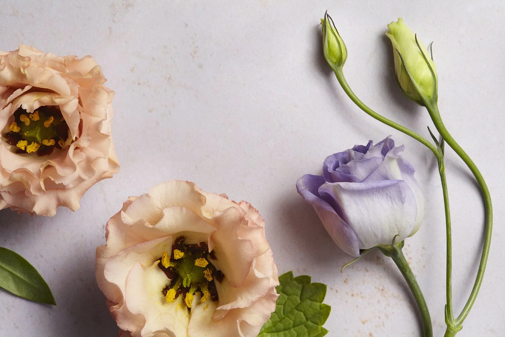 Floral_CloseUp_Web.jpg