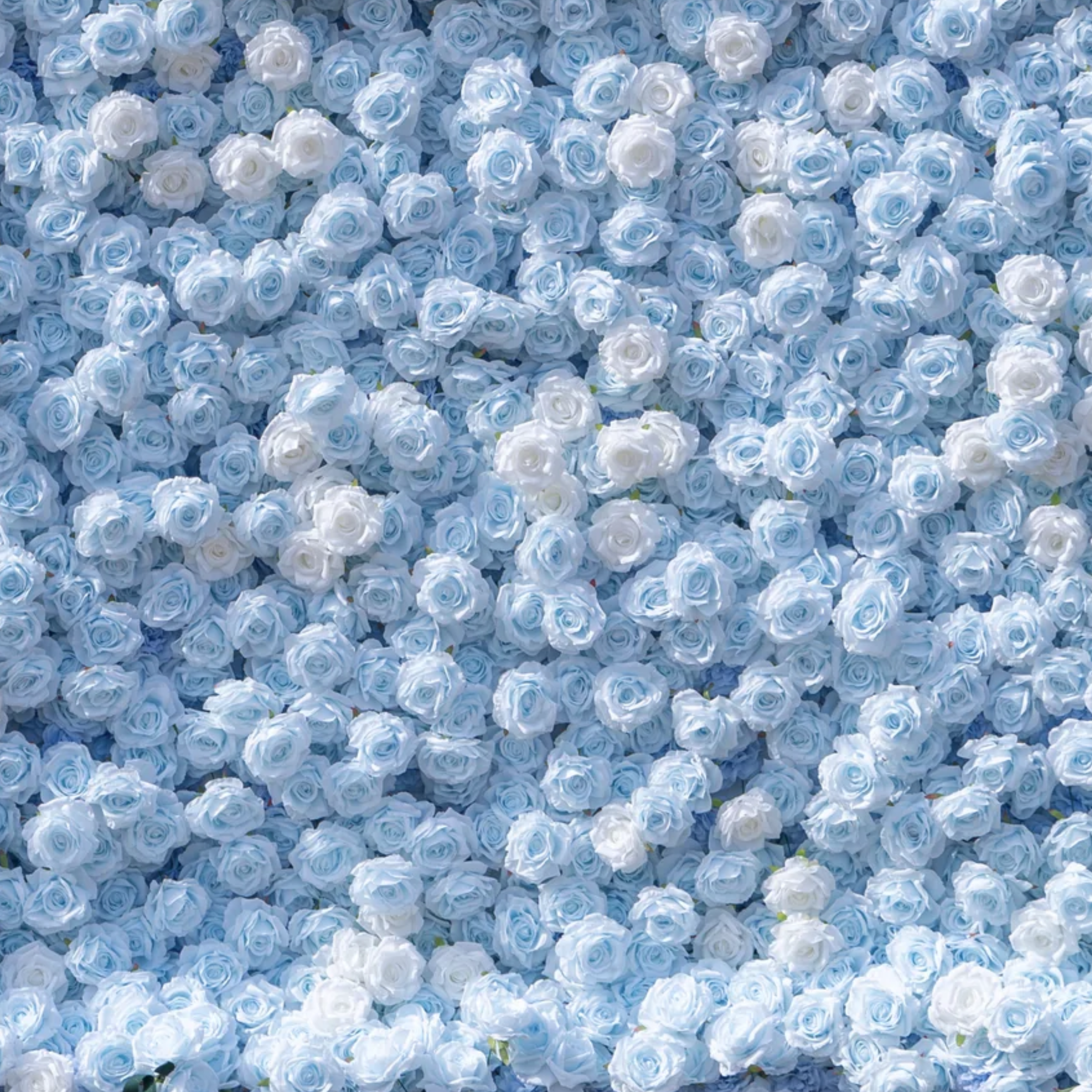 Alice Flower Wall Rental: blue white roses