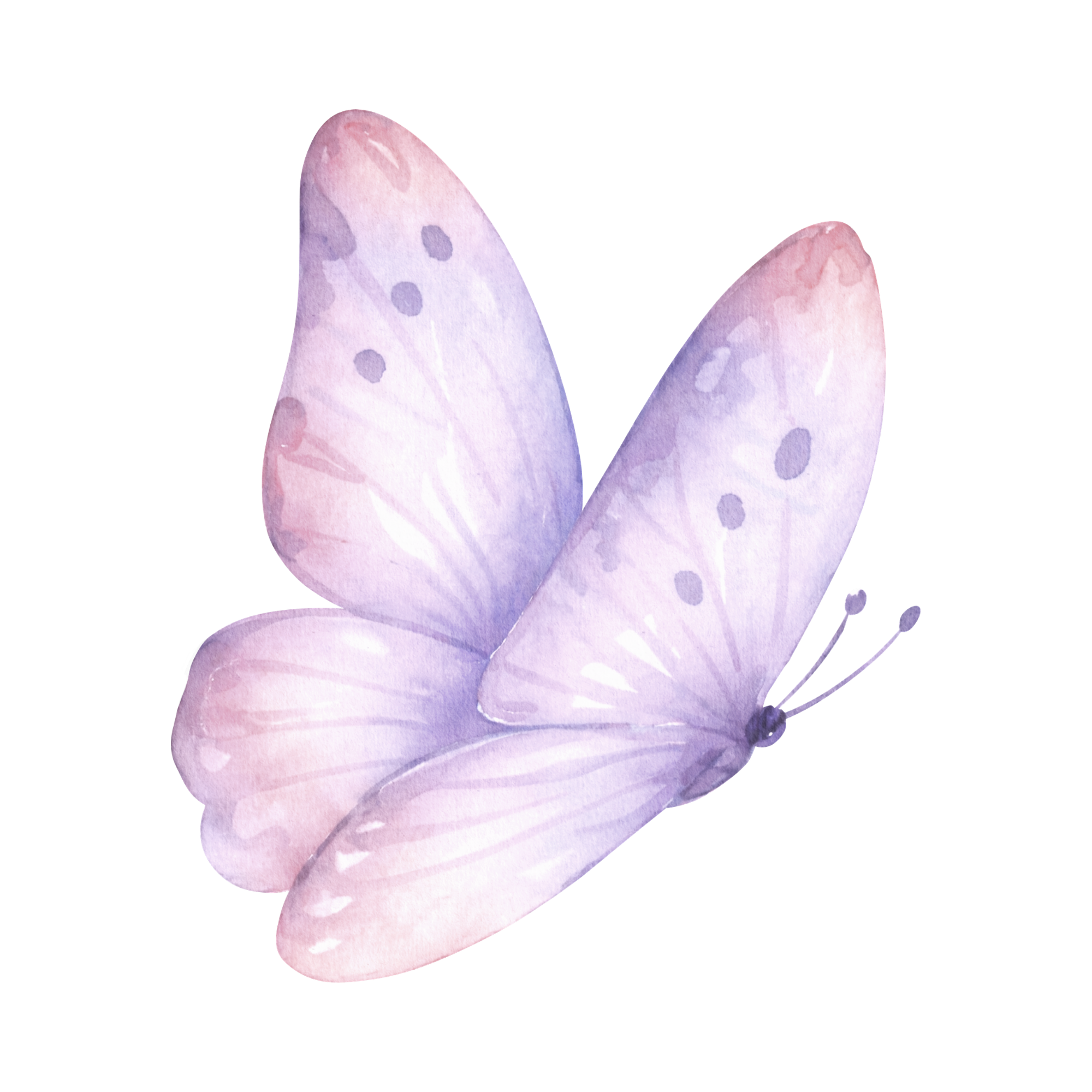 Watercolor illustration of colorful butterfly with purple, pink, and white spots.