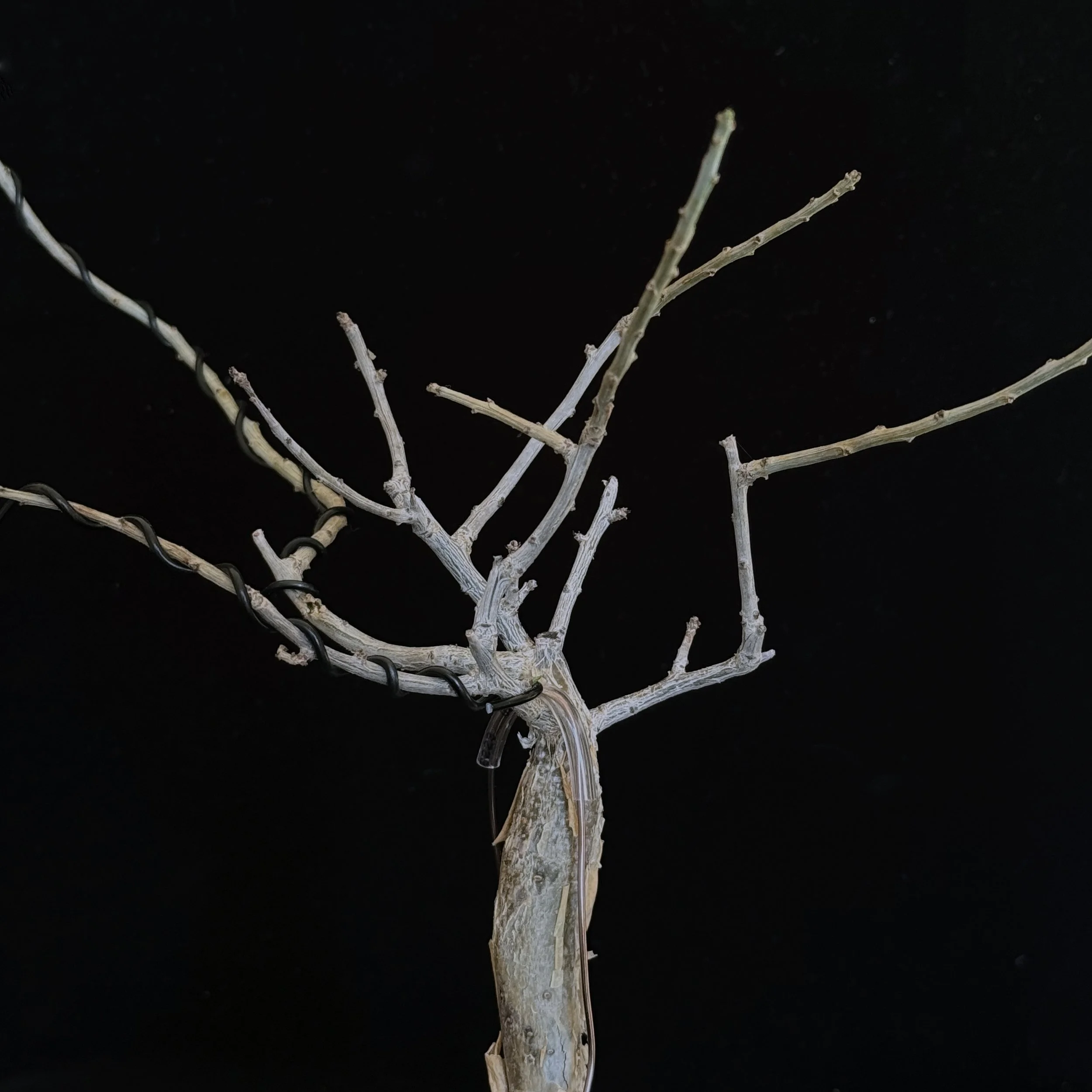 Bursera fagaroides #01 (dormant)