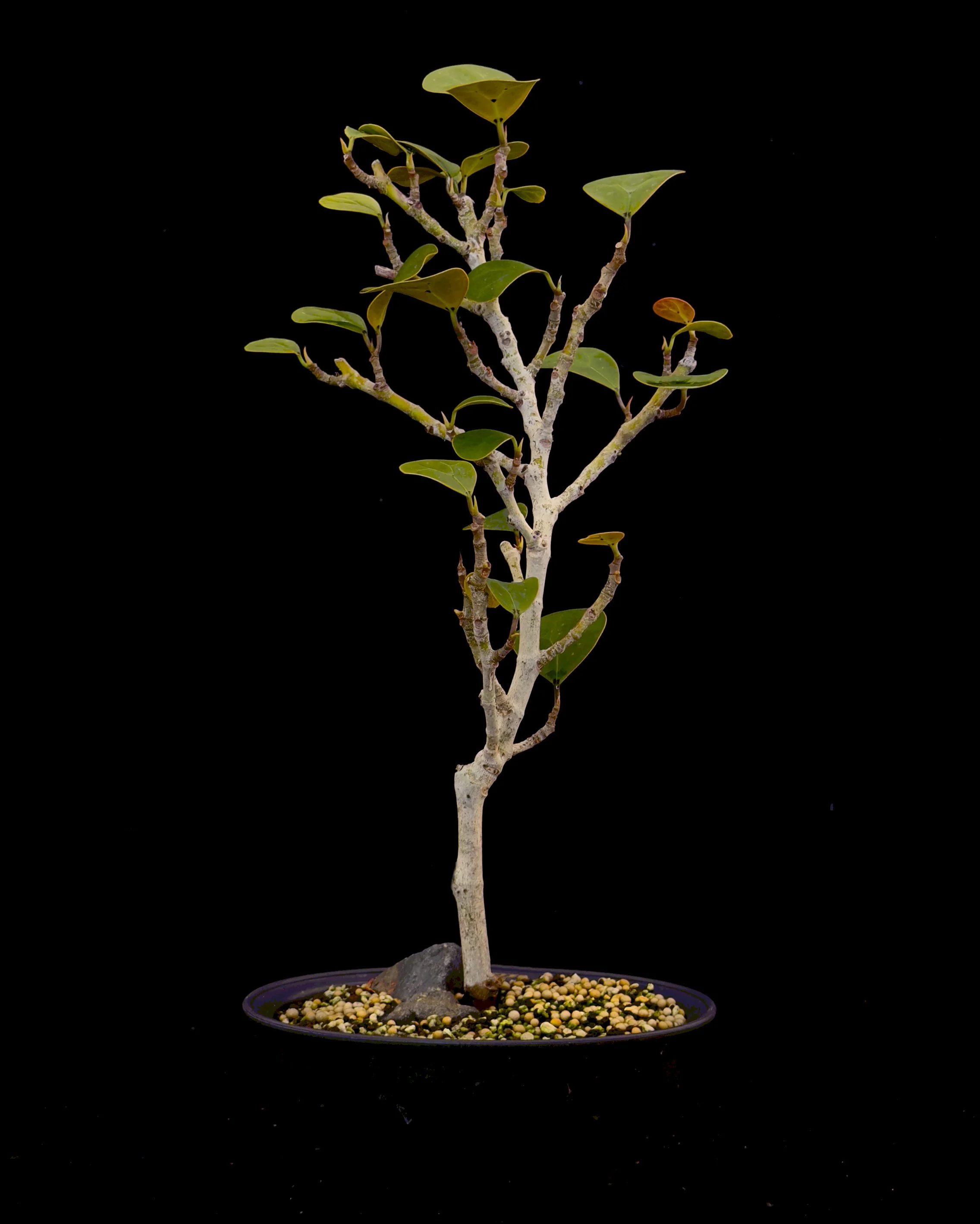 Ficus ‘Mistletoe’ #02 (Ficus deltoidia)