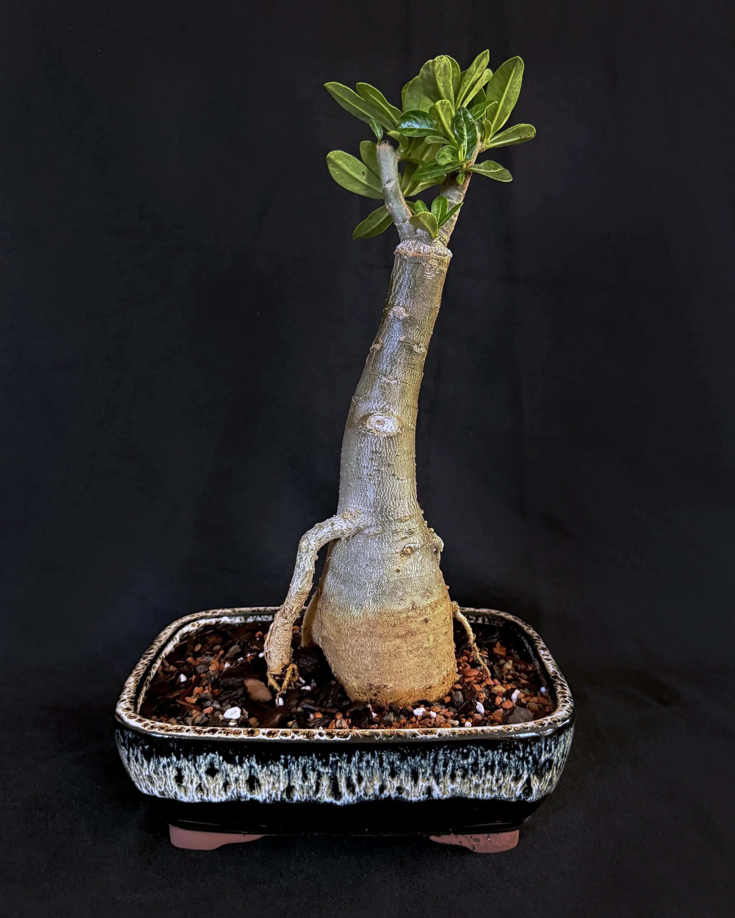 Desert Rose (Adenium hybrid ‘Cotton Candy’)