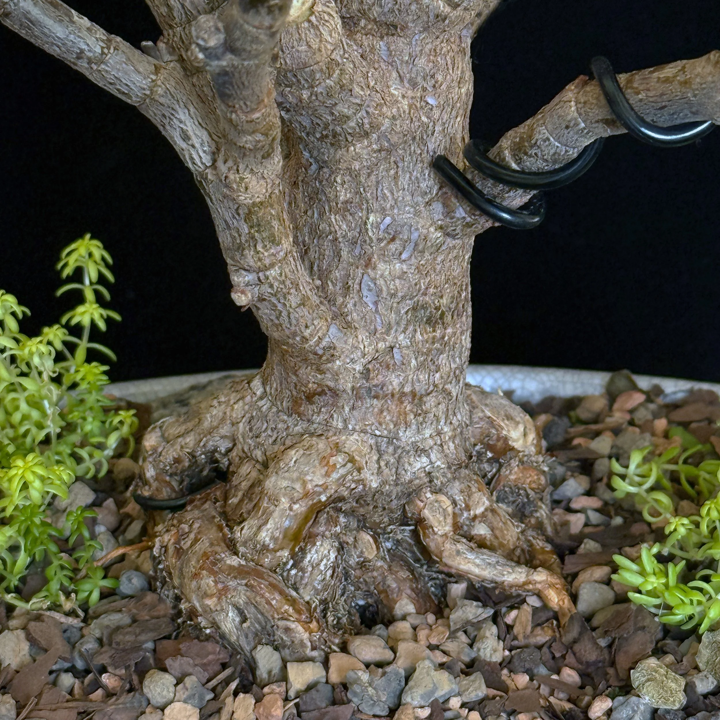 Jade ‘Dwarf Frank Yee Corkbark’ (Portulacaria afra)
