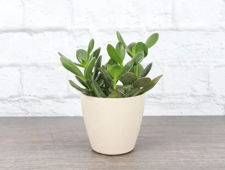 It Came from Home Depot