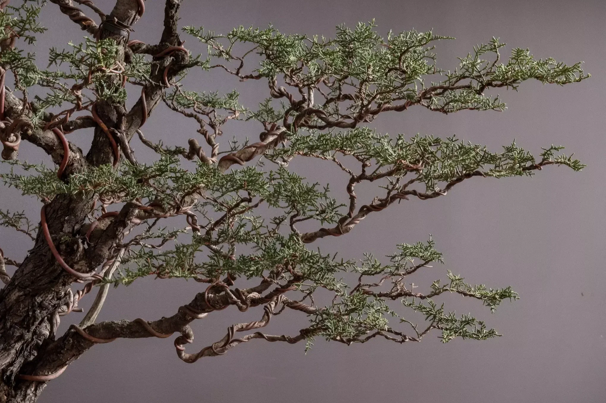 “Don’t make the tree a bonsai. Make the bonsai a tree.”