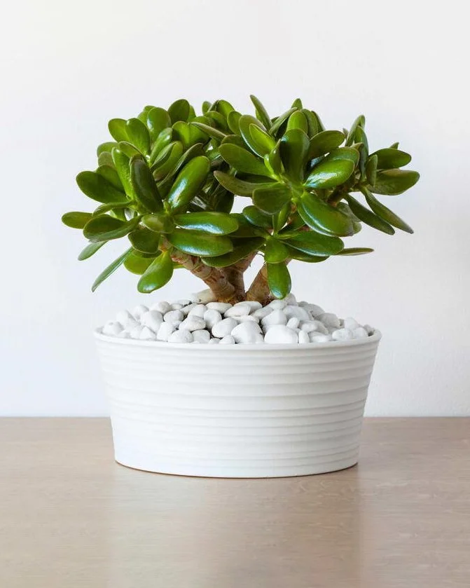 It Came from Home Depot
