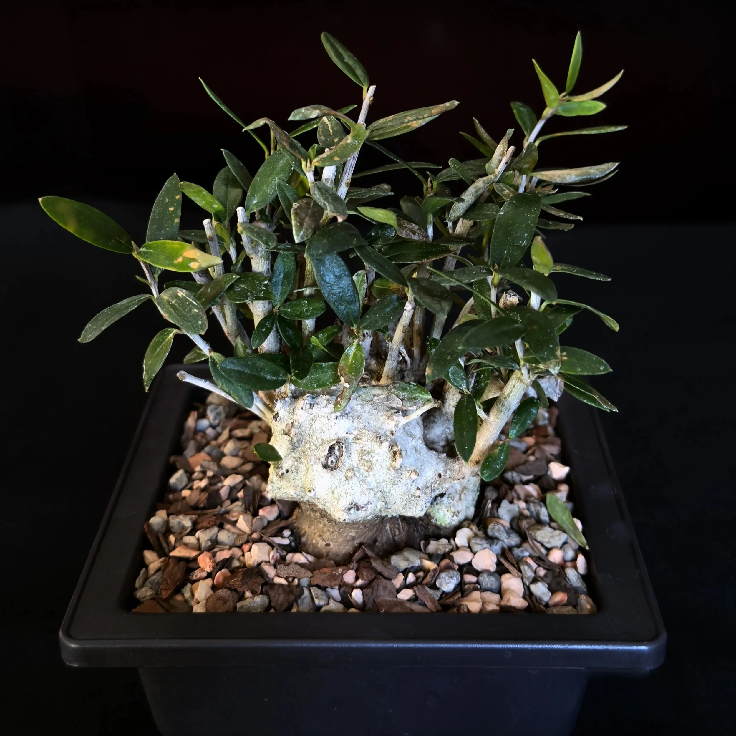 Olive (collected) #02 (Olea europaea)