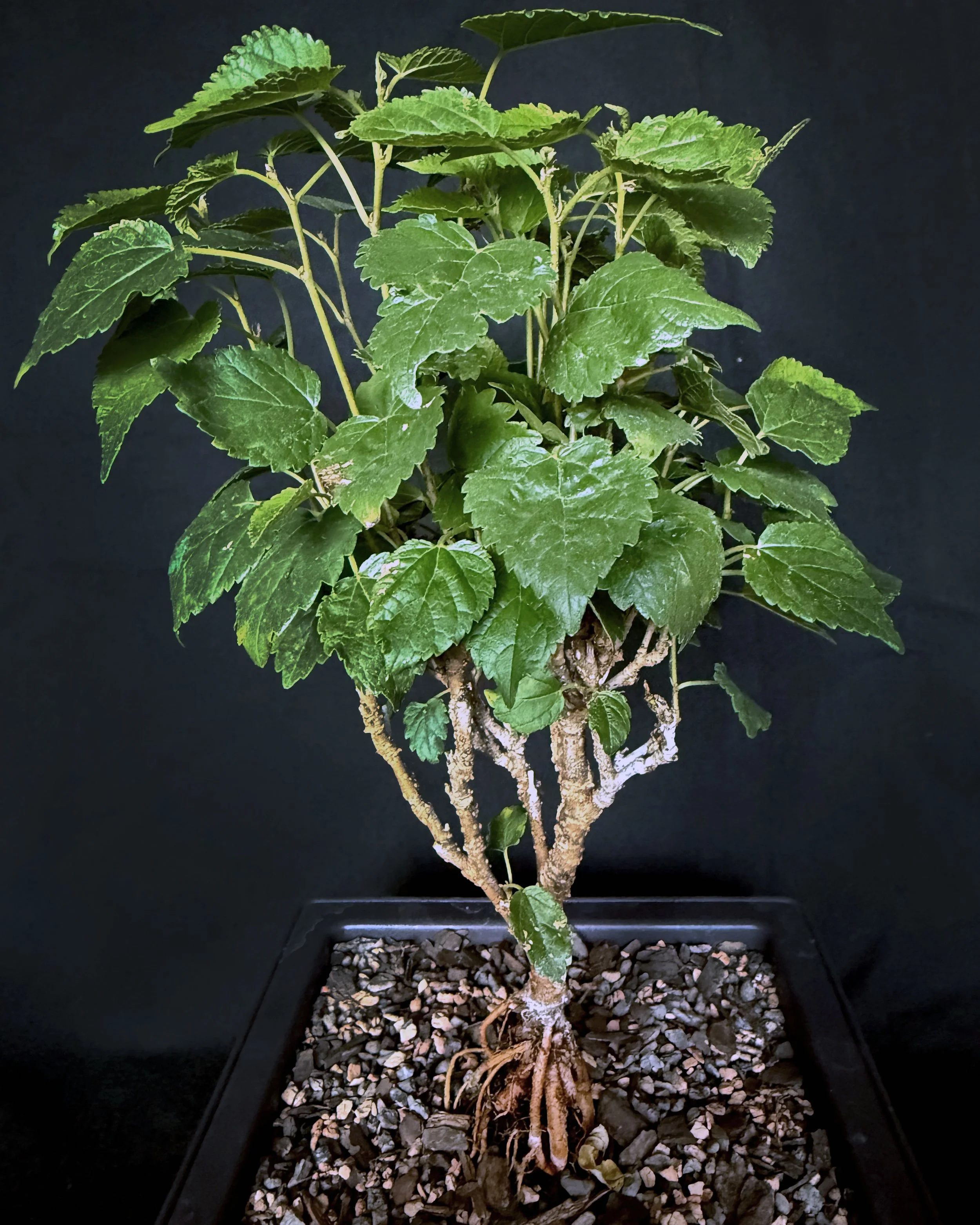 Dwarf Mulberry (Morus nigra)
