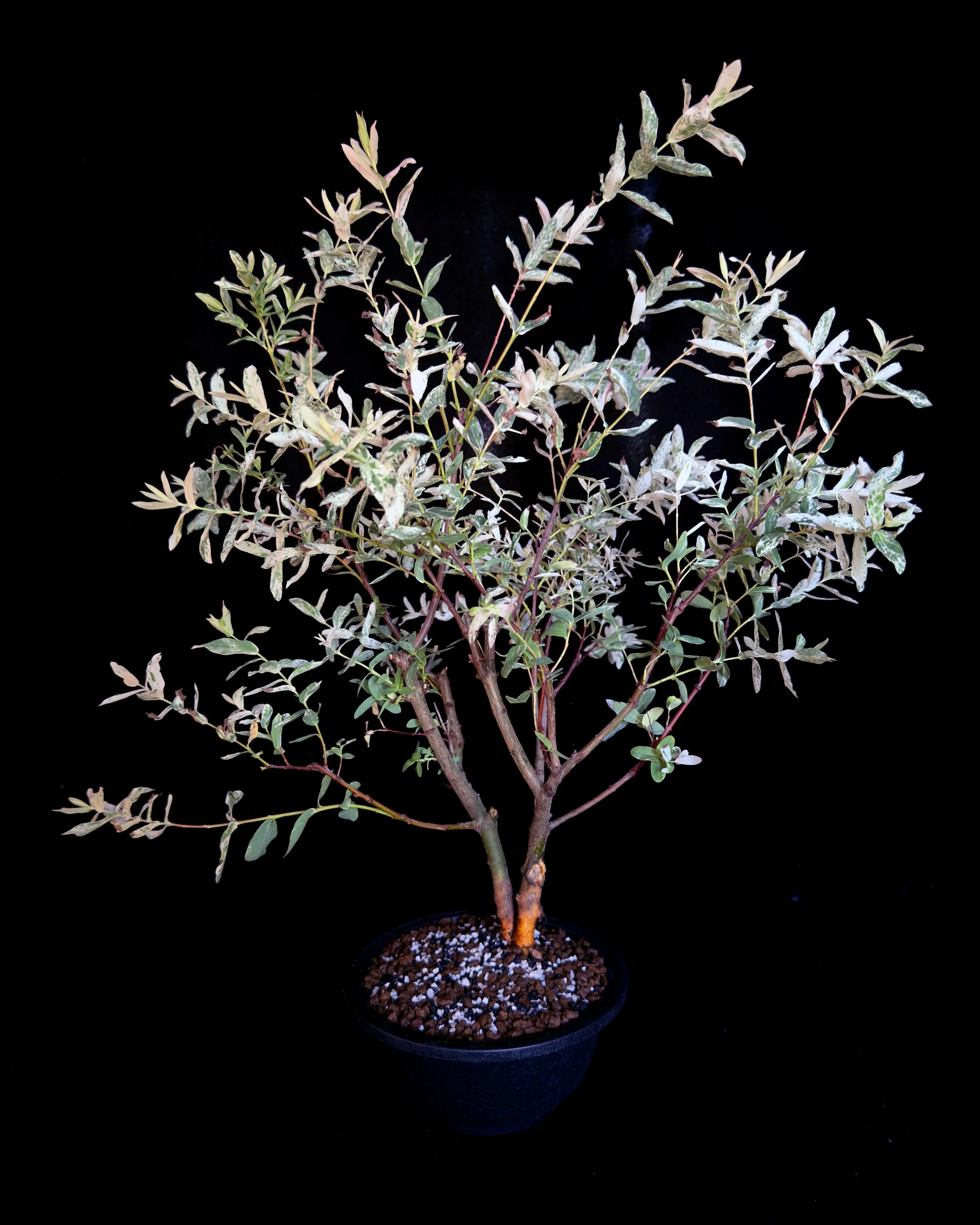 Willow, ‘Hakuro-Nishiki’ Dappled (Salix integra ‘Hakuro-nishiki’)