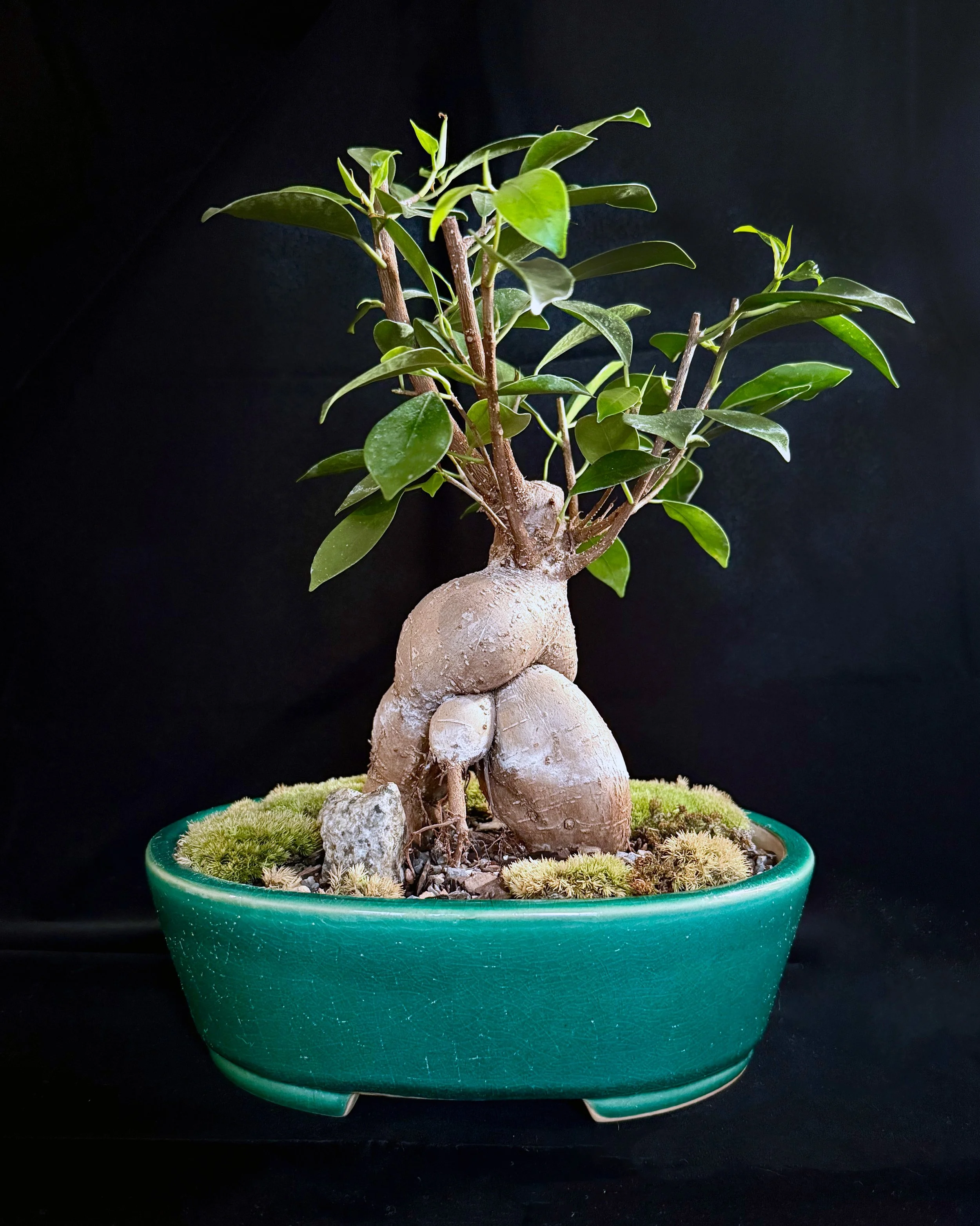 Ficus Ginseng