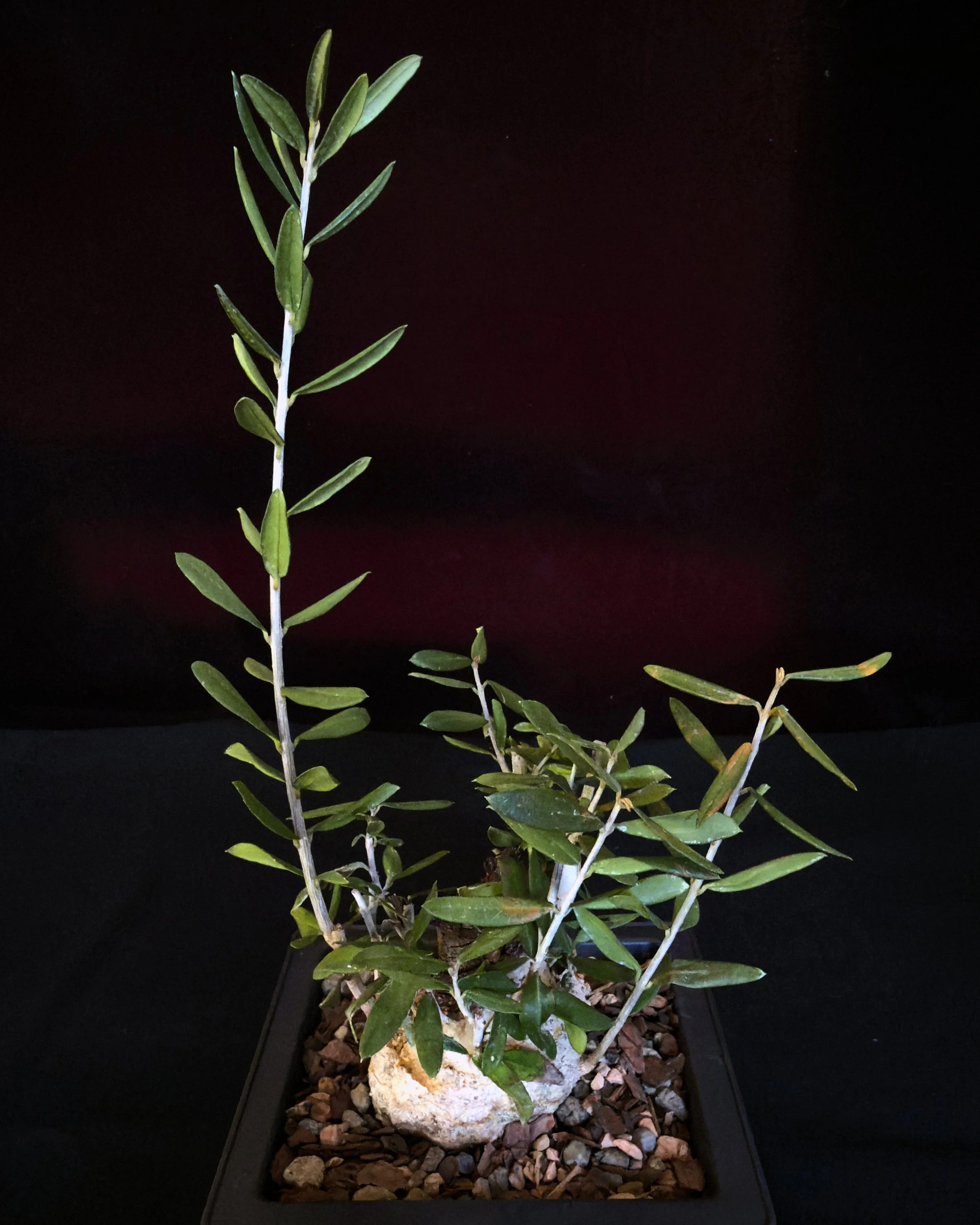 Olive (collected) #01 (Olea europaea)