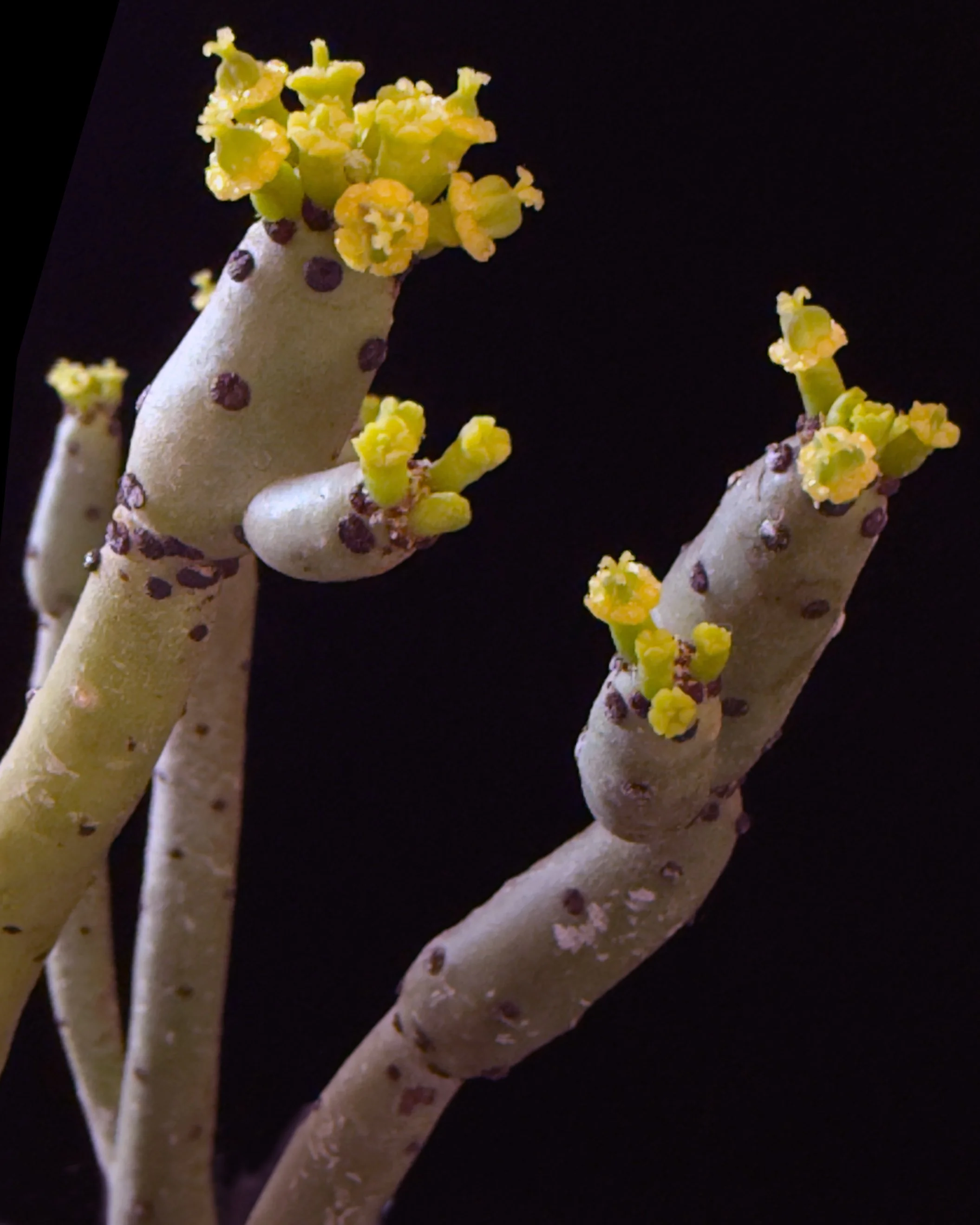 Euphorbia ‘Cat Tail’ (Euphorbia leucodendron)