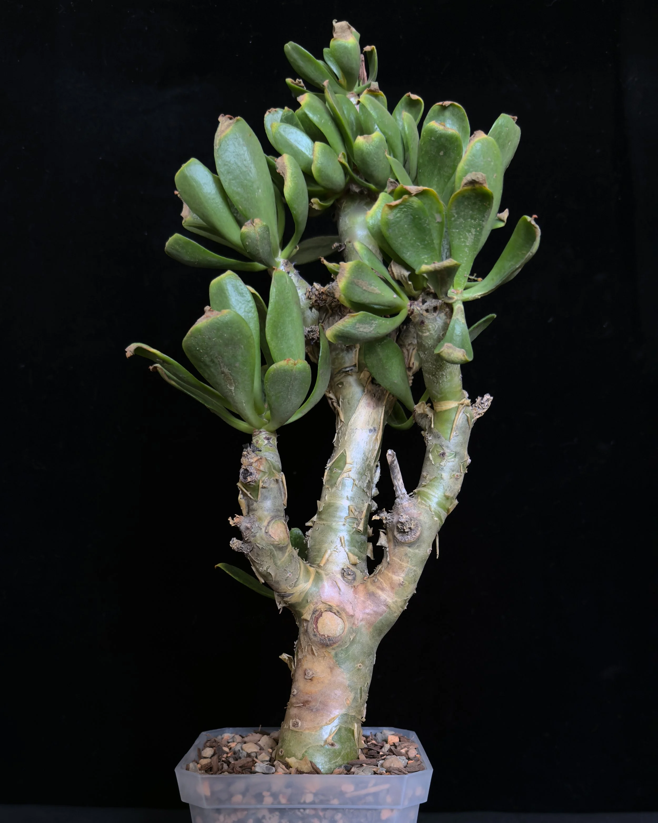 Butter Tree (Tylecodon paniculatus)